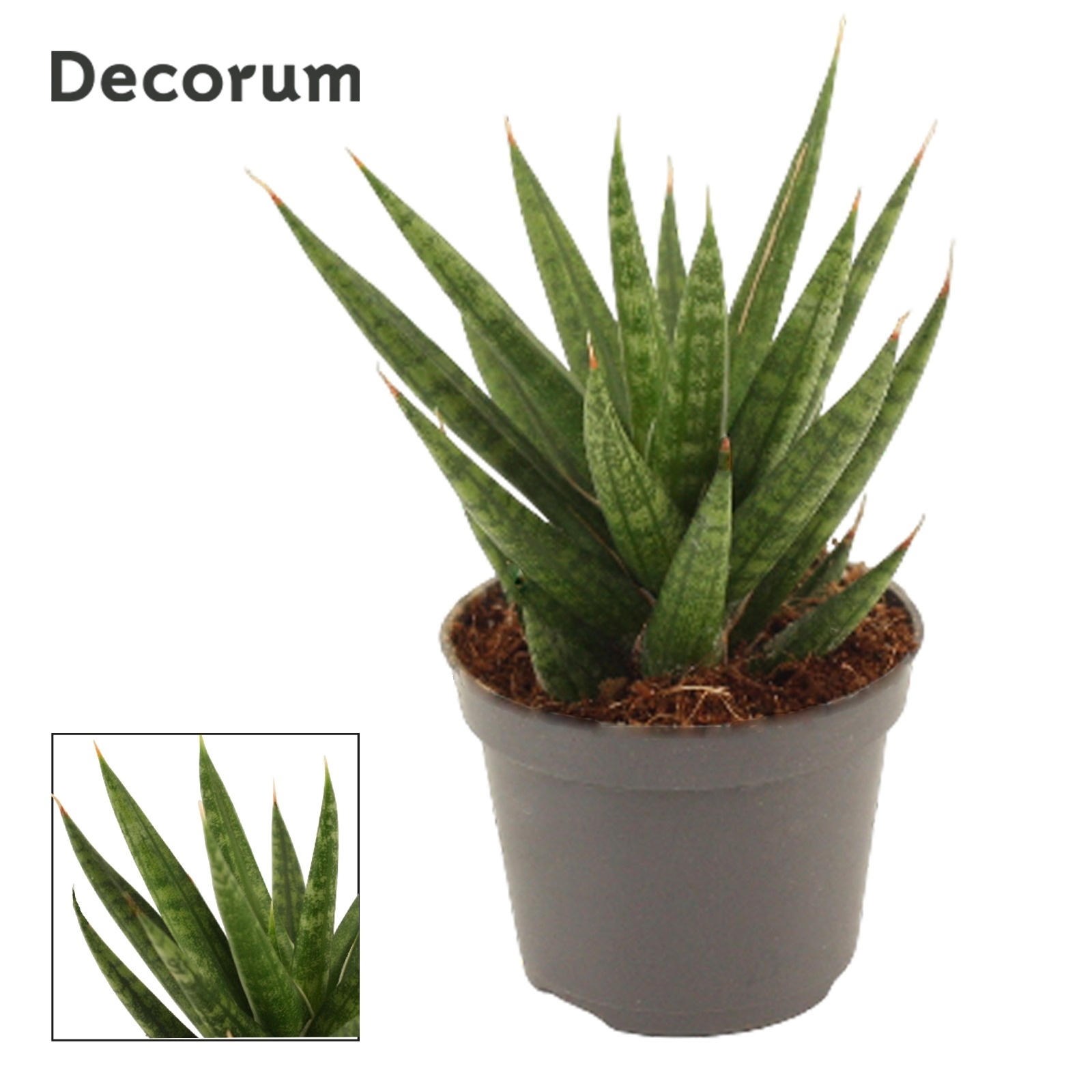 Sansevieria francisii | Hamiplant