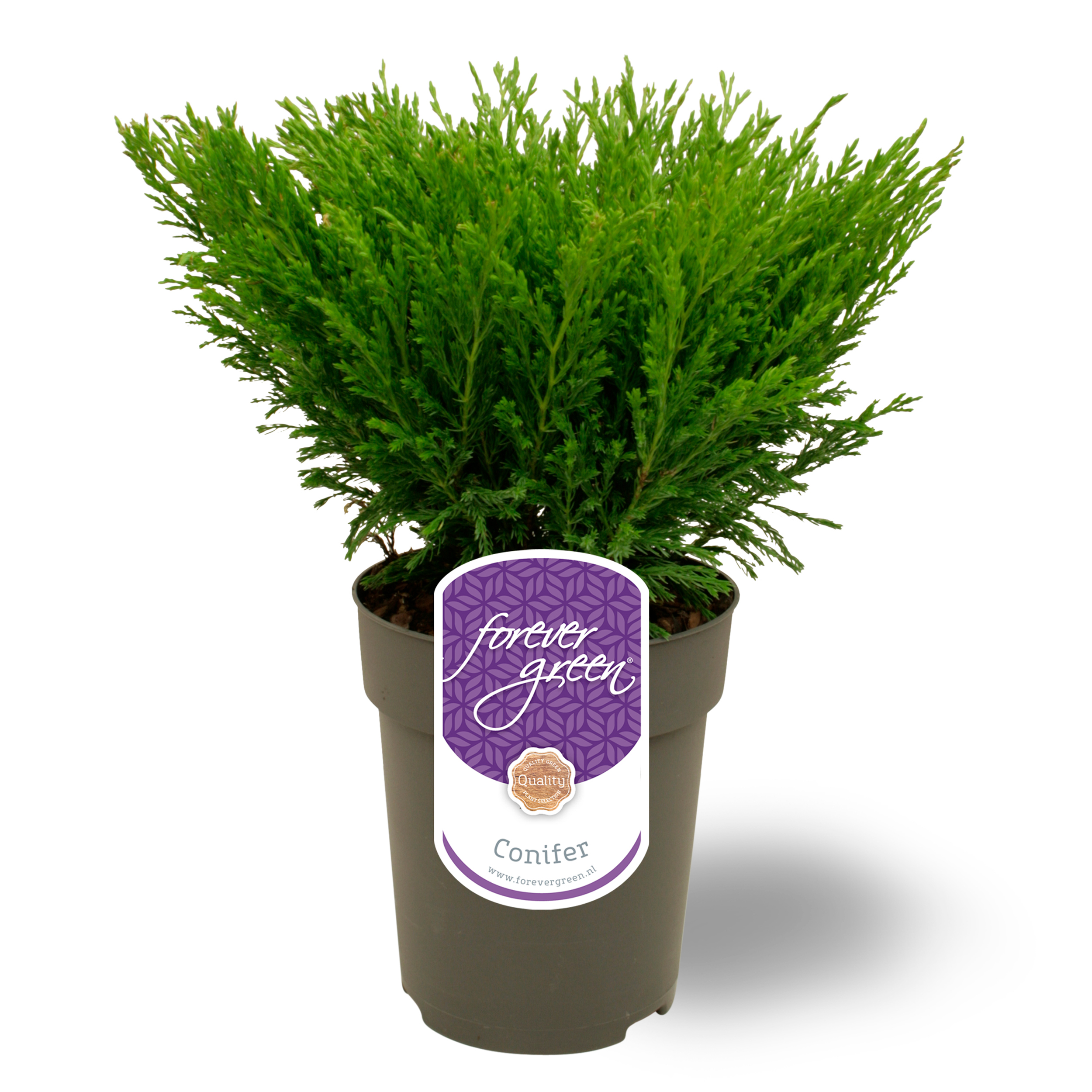 Picture of Juniperus horizontalis 'Andorra Compact' P15 - Forever Green®