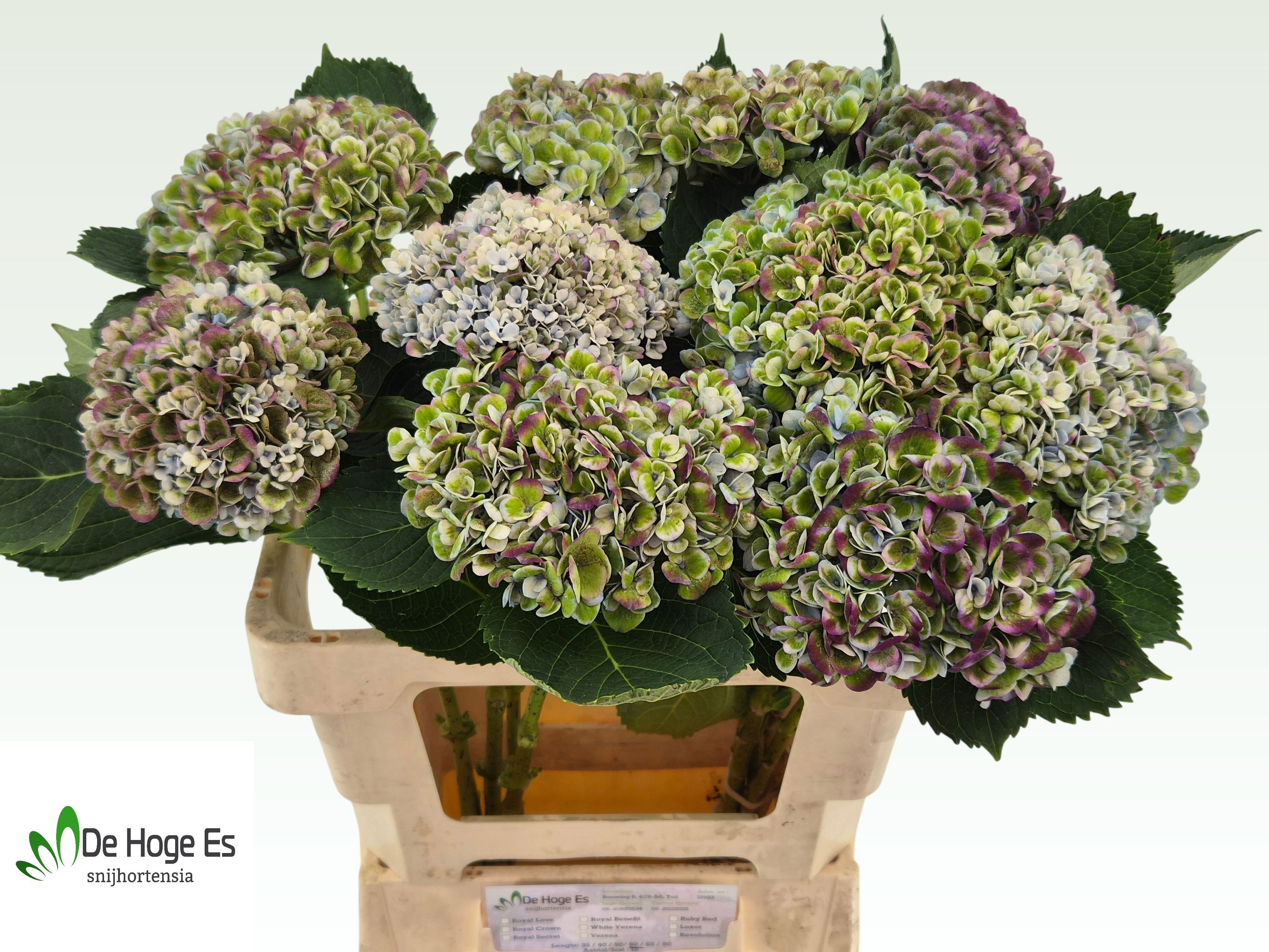 Hydrangea Revolution Classic Purple 60cm 14Ø