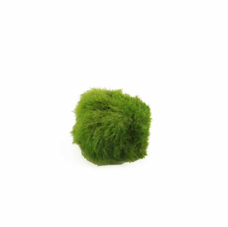 Chladophlora (mosbal) <