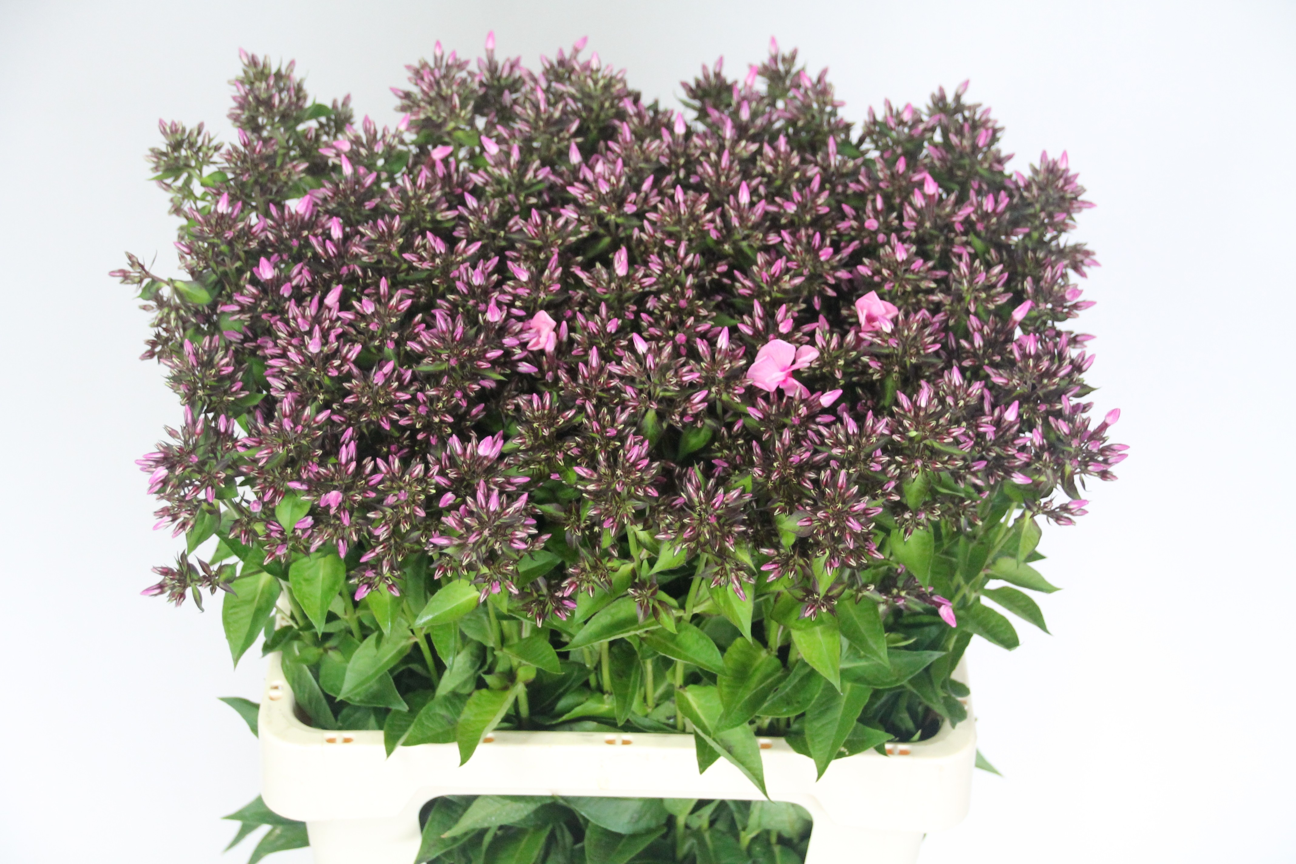 Phlox P Sweet Dance