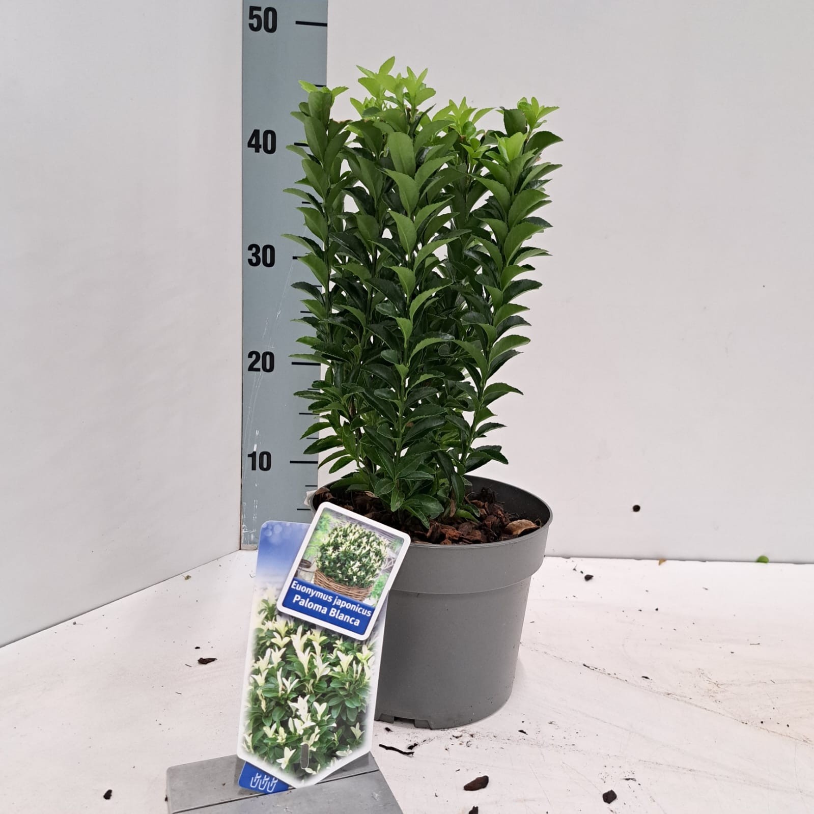Picture of Euonymus jap. Paloma Blanca ('Lankveld03'PBR)