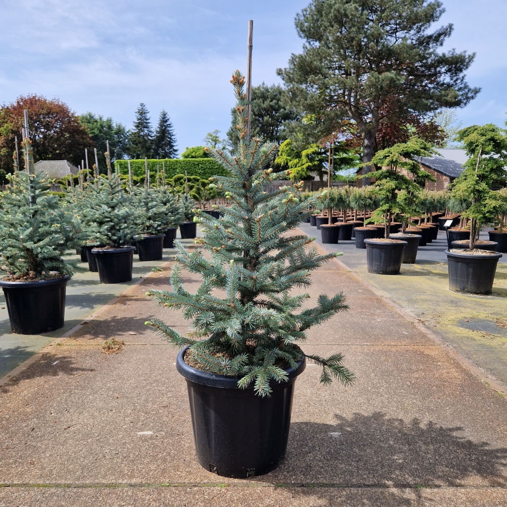 Picture of Picea pungens Fat Albert C25 80/+