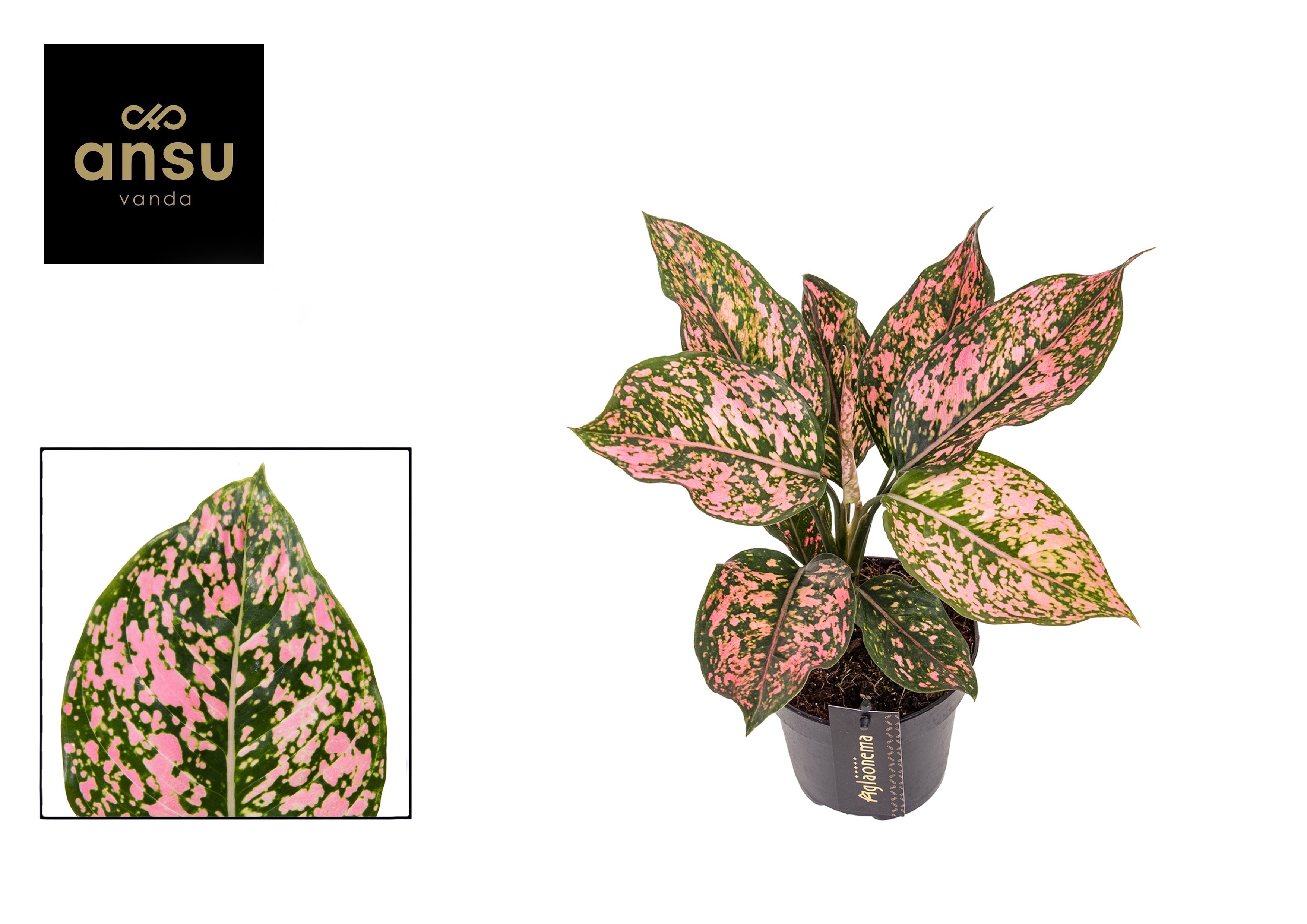 Aglao Pink Leopard 12Ø 30cm