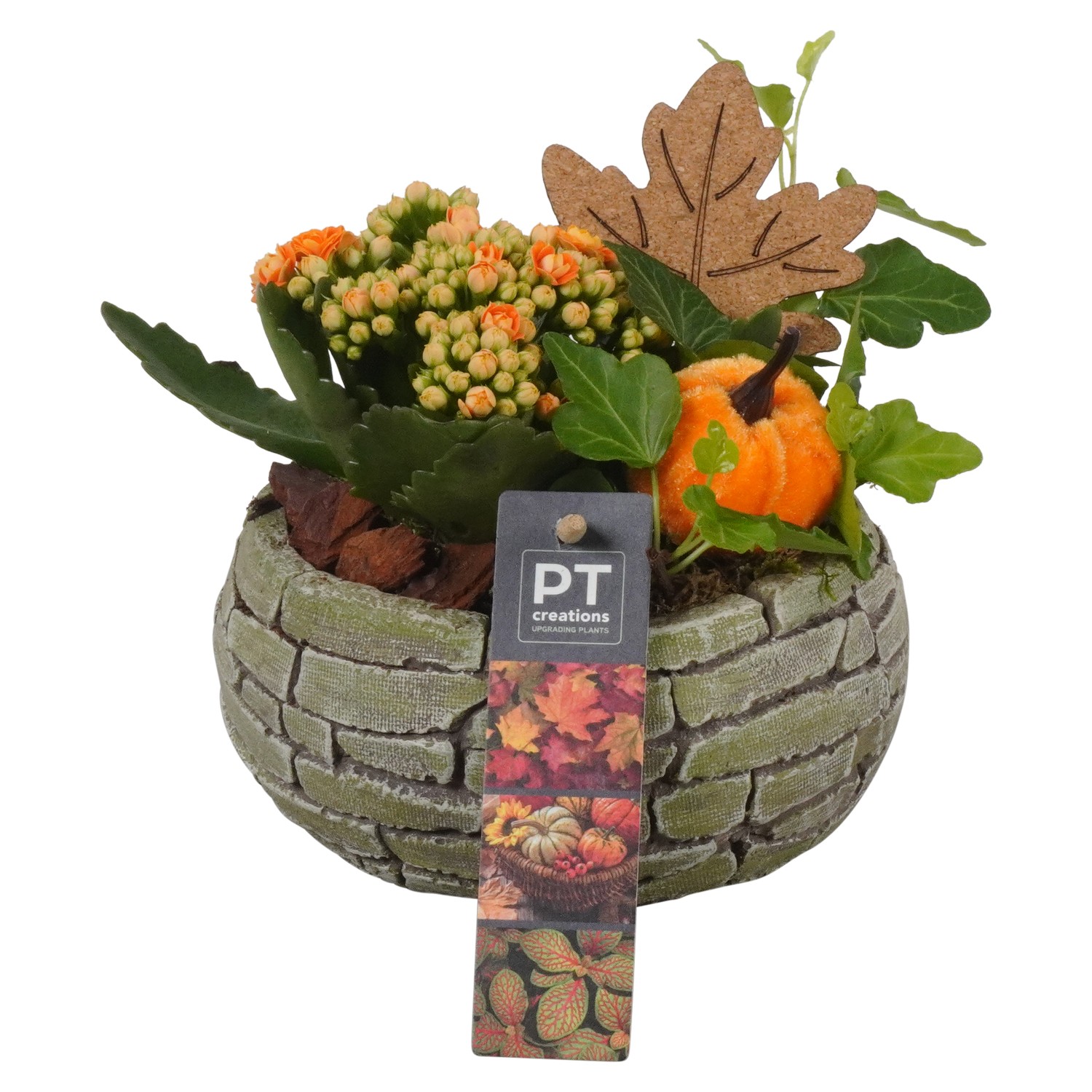 Picture of Arrangement Autumn Indoor in concrete pot PTHI7120 P15 17cm