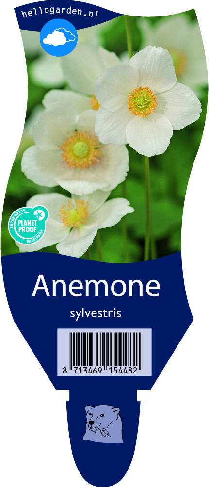 Anemone sylvestris