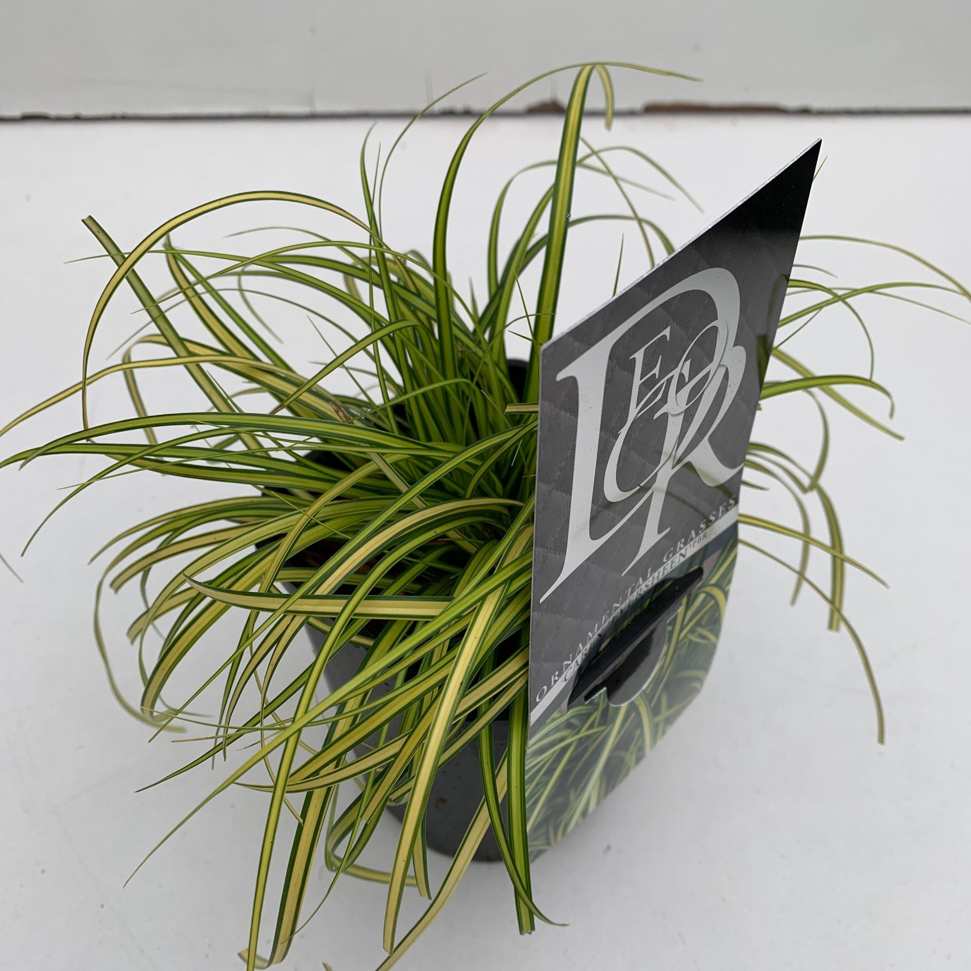 Picture of Carex Eversheen P13-SQUARE