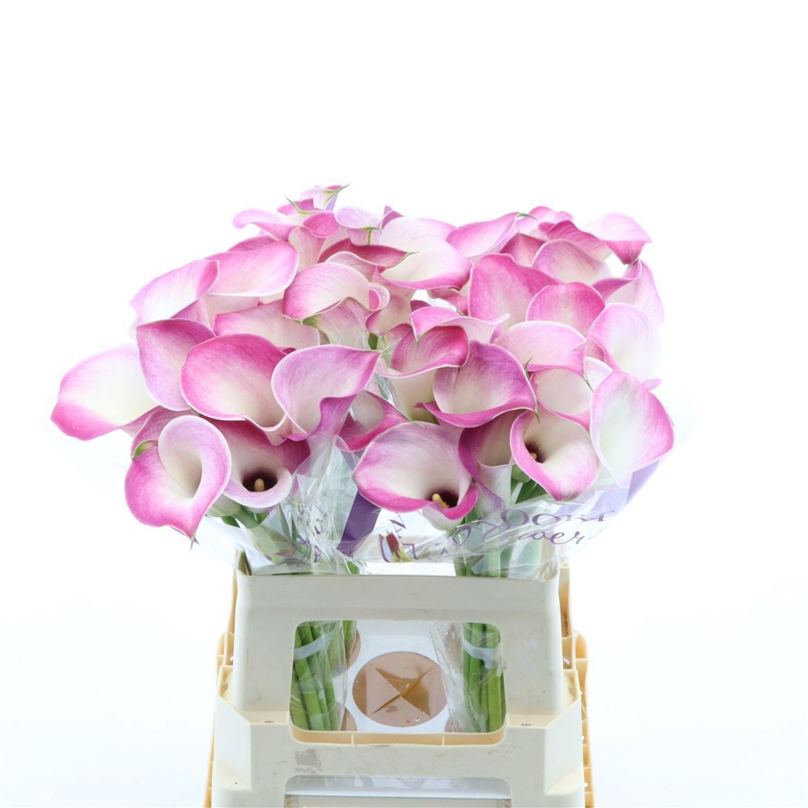 Calla Denver 60cm