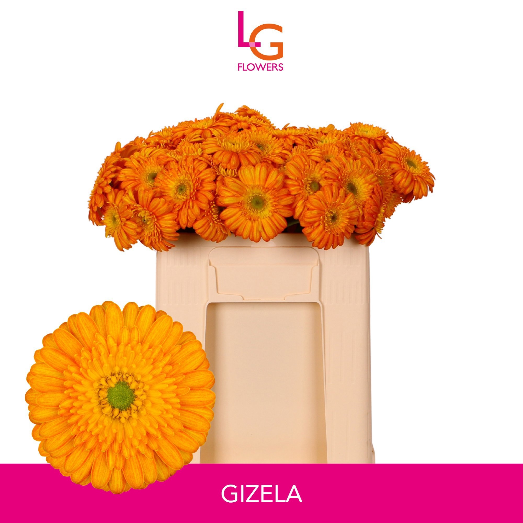 Ge Mi Gizela