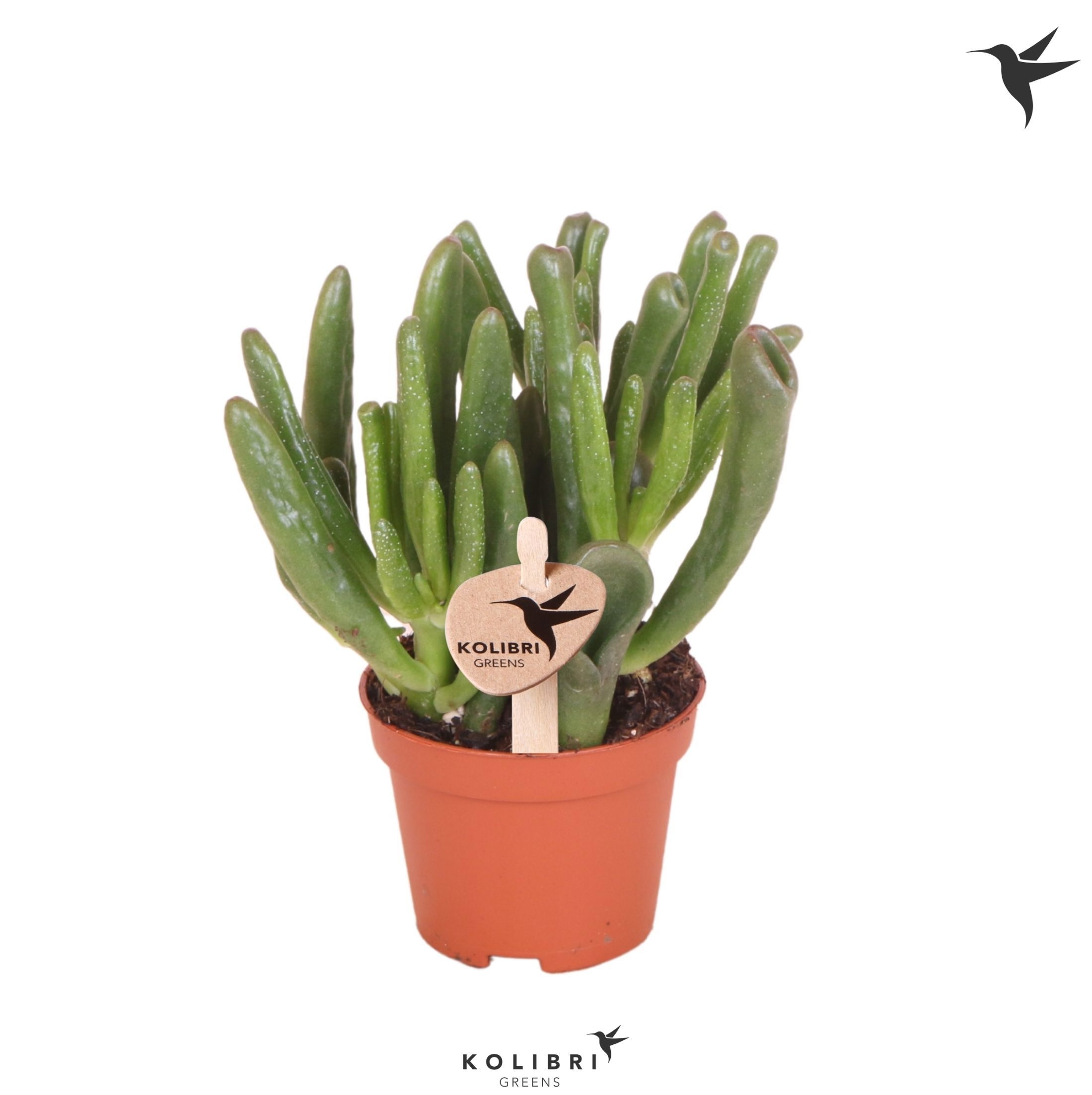 Crassula Kolibri Greens Succulenten Crassula Hobbit