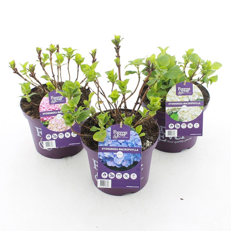Picture of Hydrangea macr. Forever & Ever® MIX C5 (23cm.)