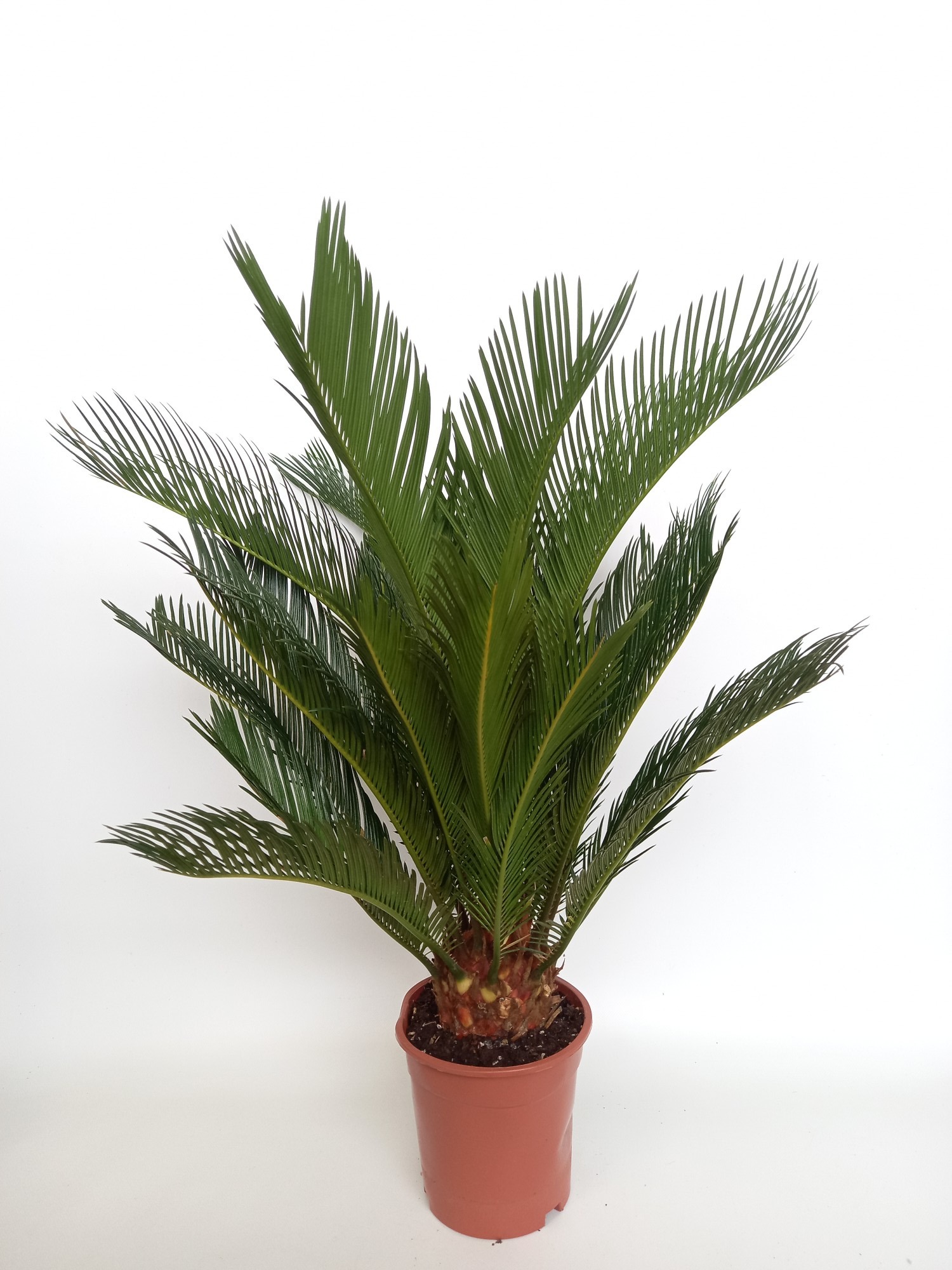 Picture of Cycas revoluta P17 65CM