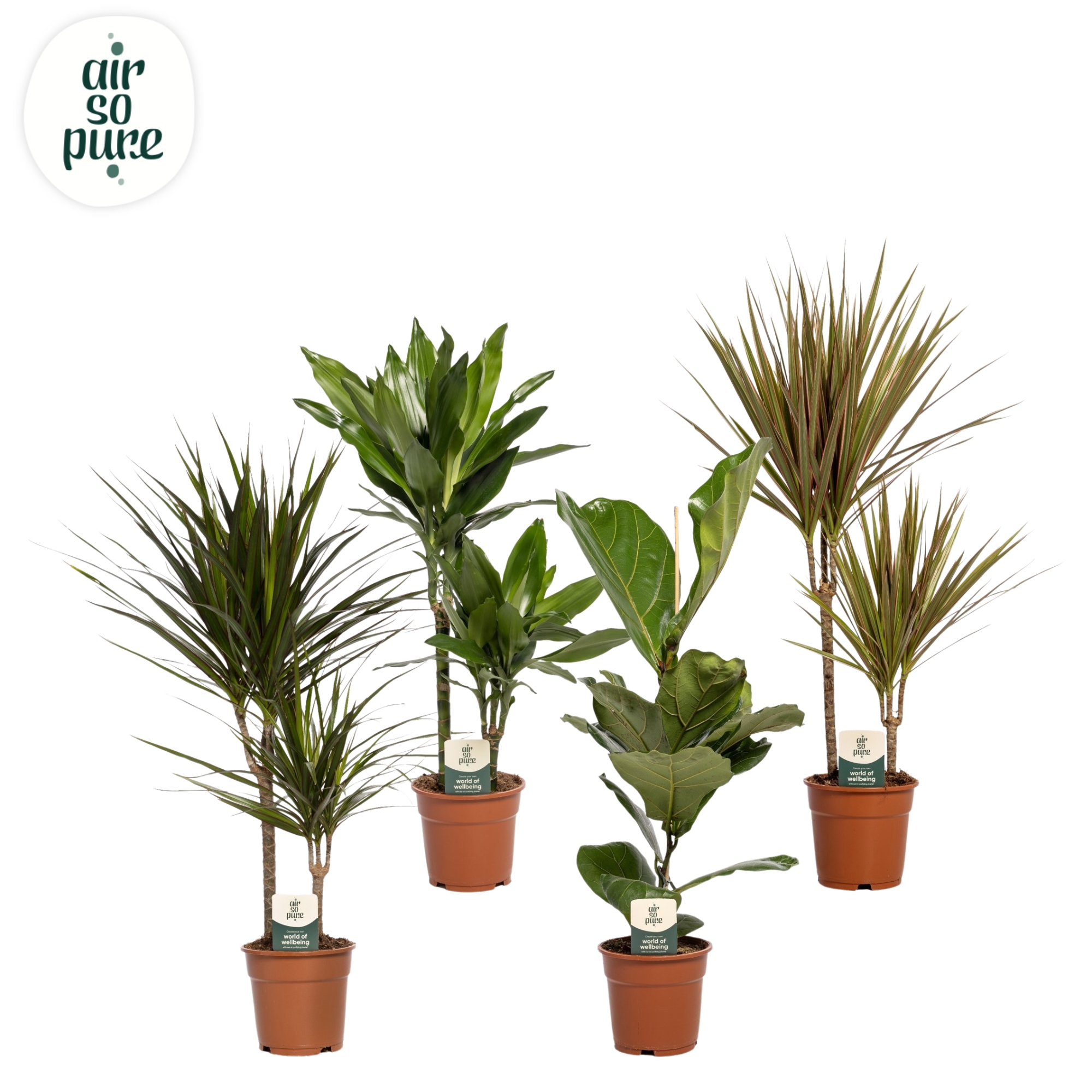 Picture of Houseplants in 4 varieties Air so Pure P17 60CM (LOOSE)