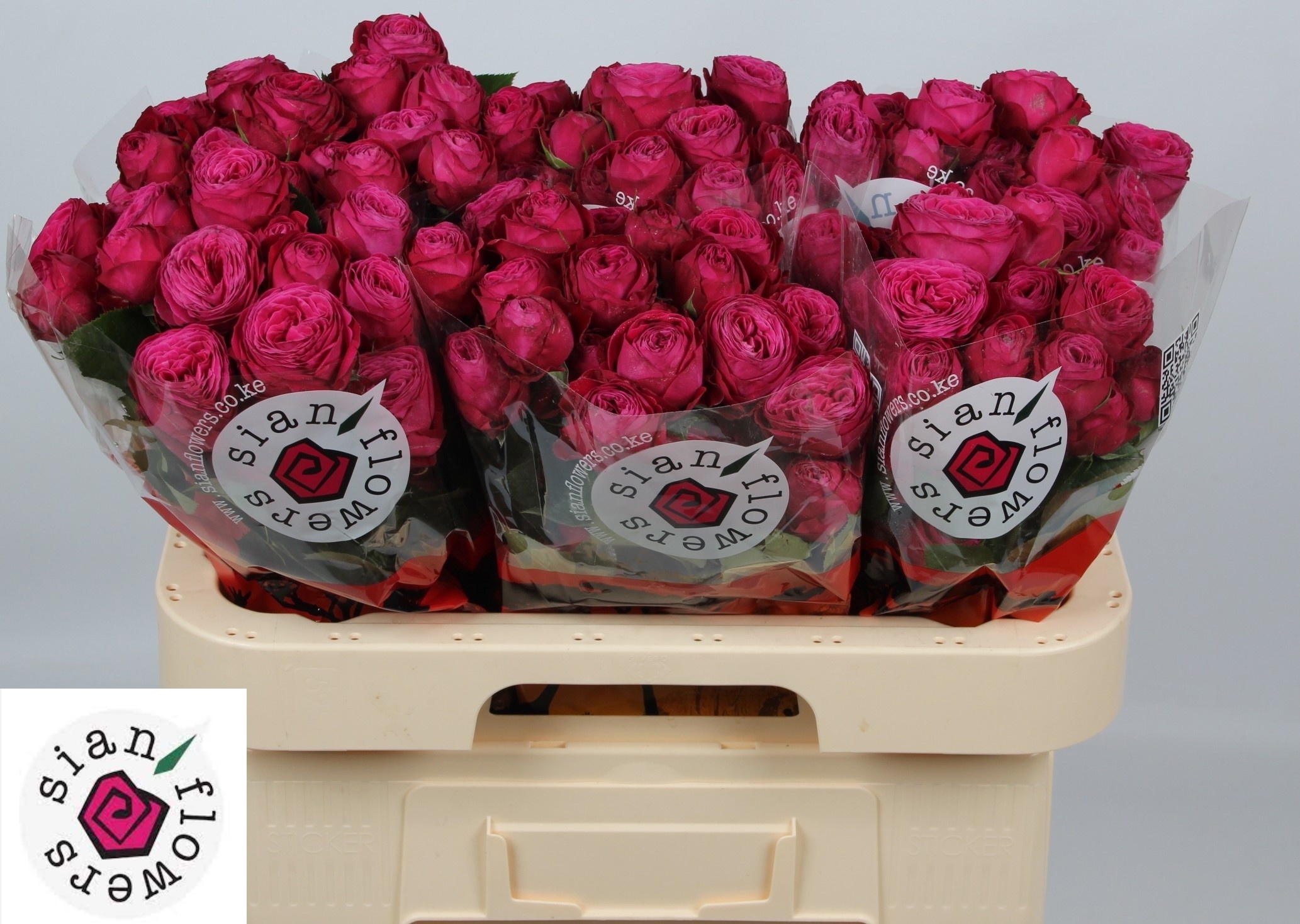 Rosa Spr 60cm