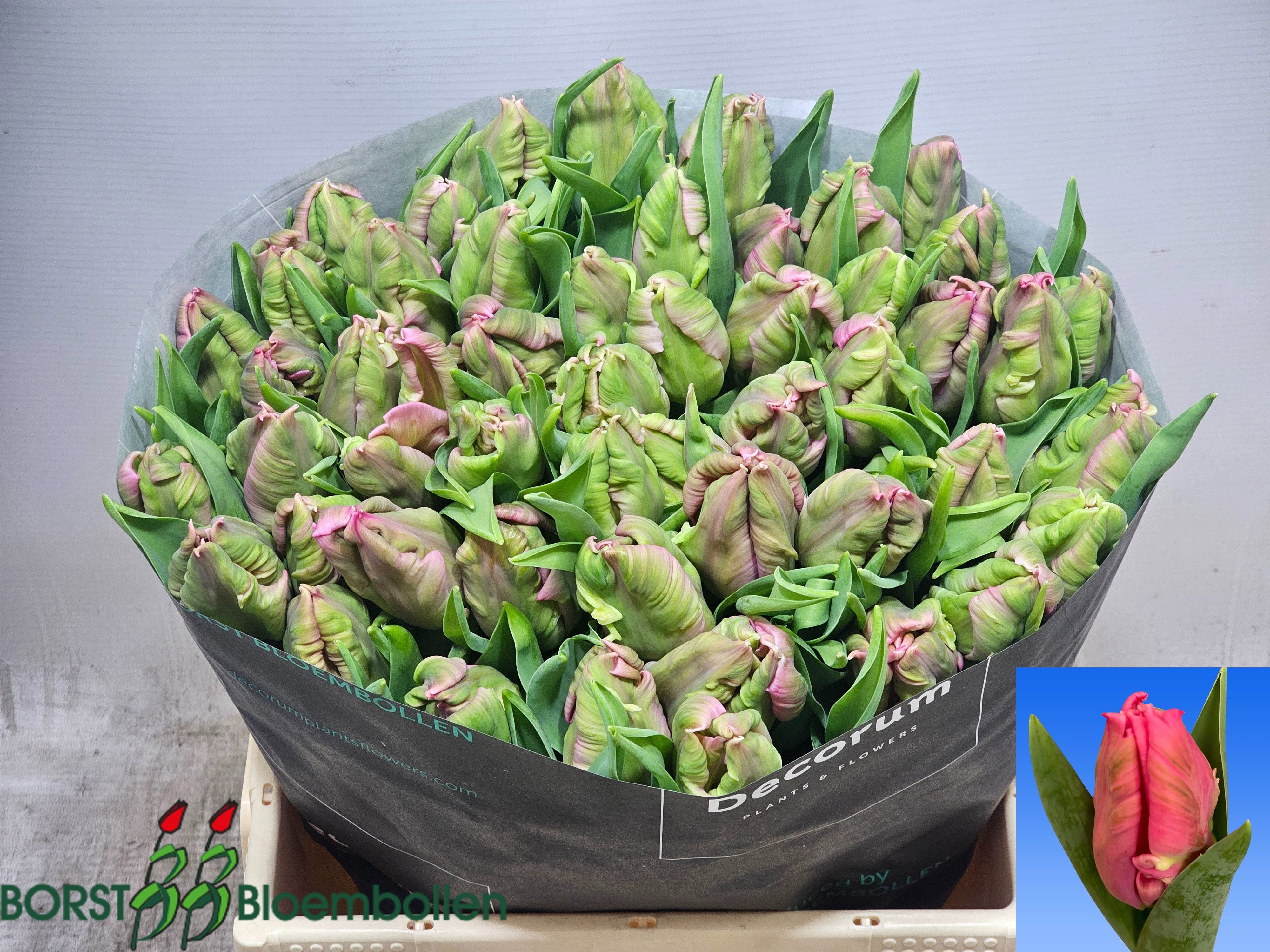 Tulipa Parrot Marvel Parrot 38cm 28gram