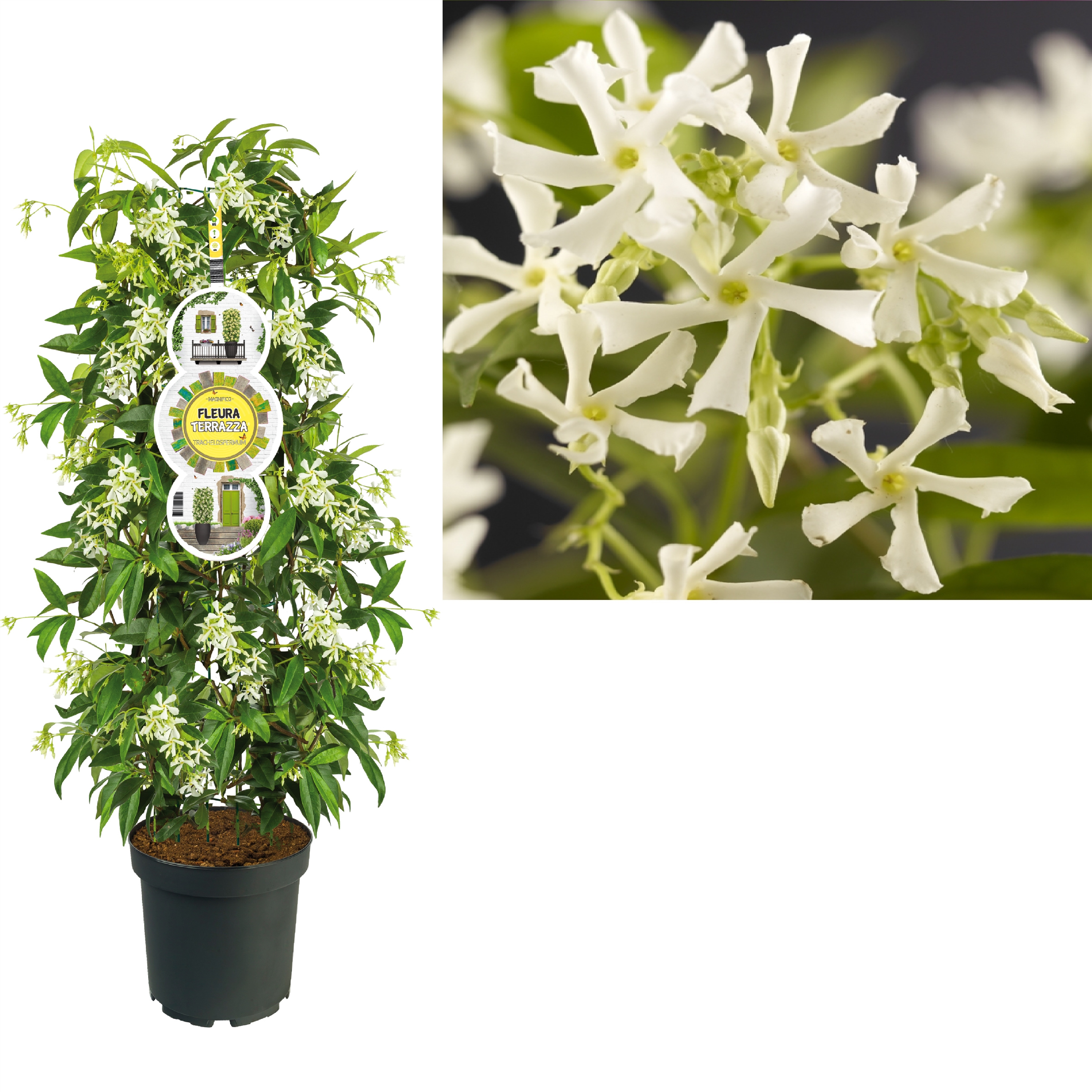 Picture of FleuraTerrazza C7 Trachelospermum jasminoides +label P28 115cm (LOOSE)