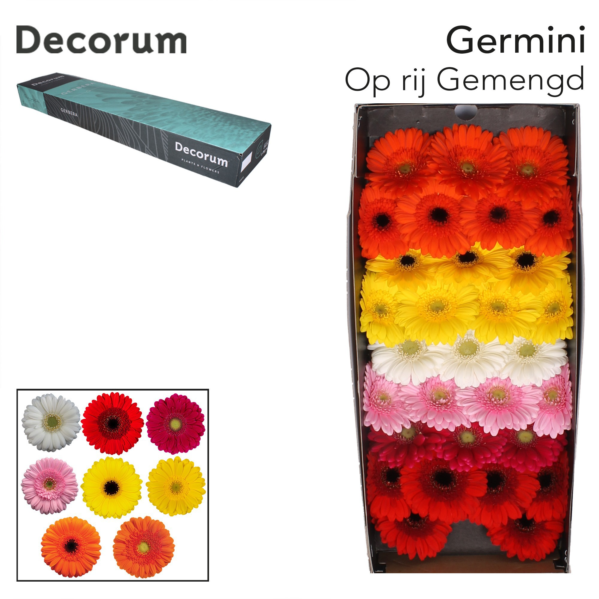 Ge Mi Op Rij Gem