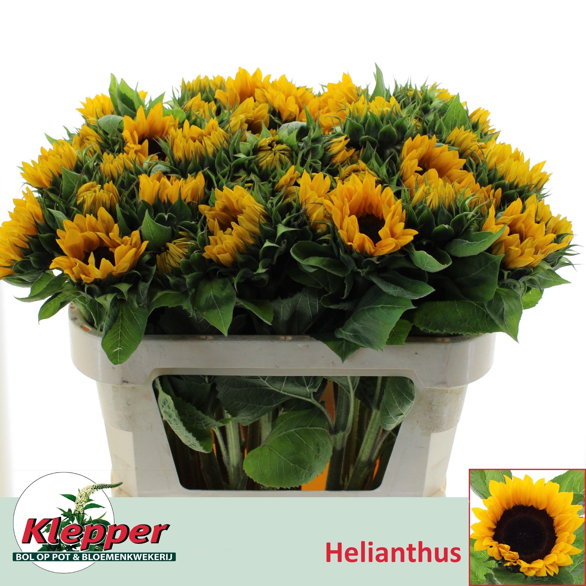 Helianthus Sunrich Or 70cm