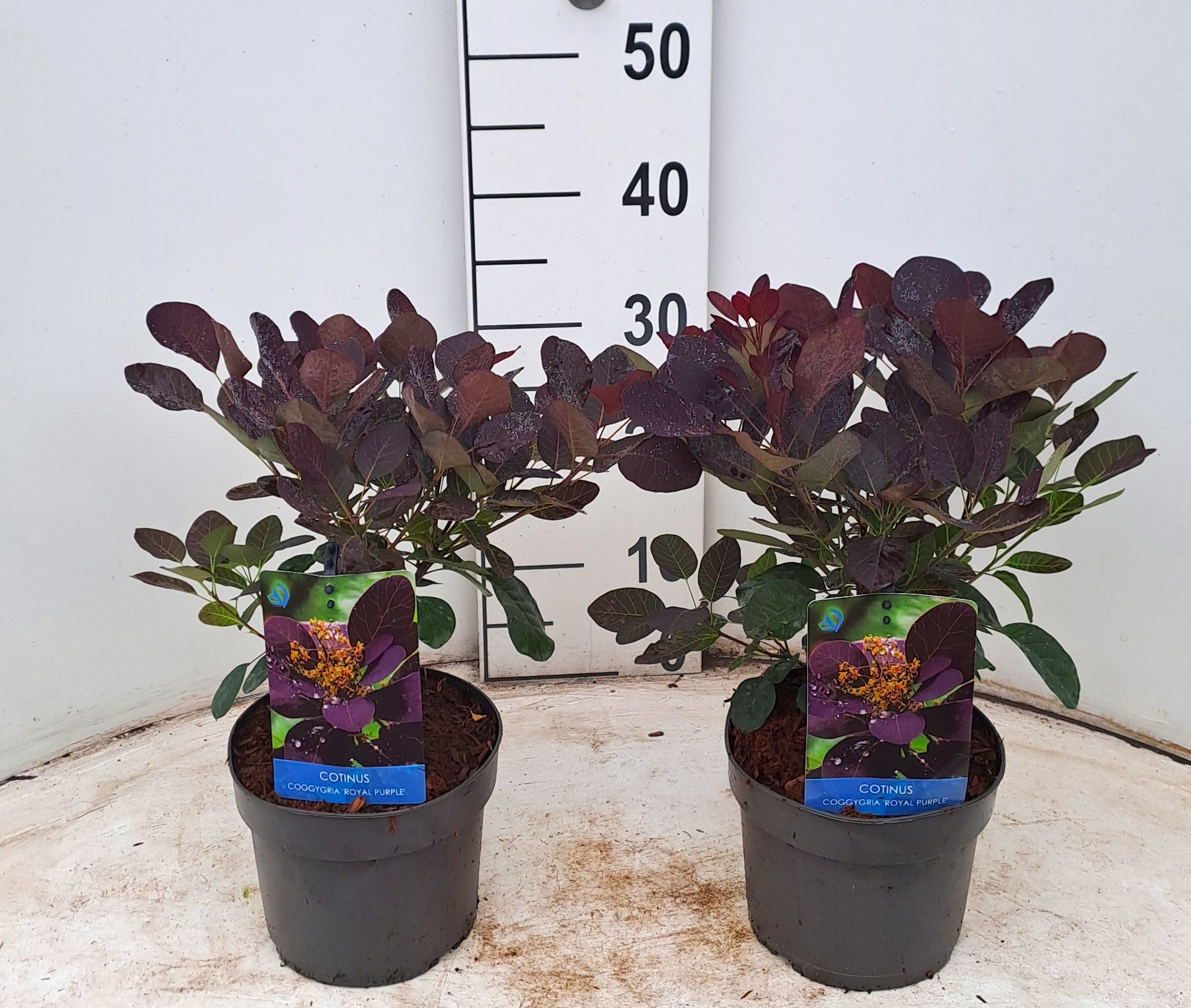 Picture of Cotinus cogg. Royal Purple P17 (2 Ltr)