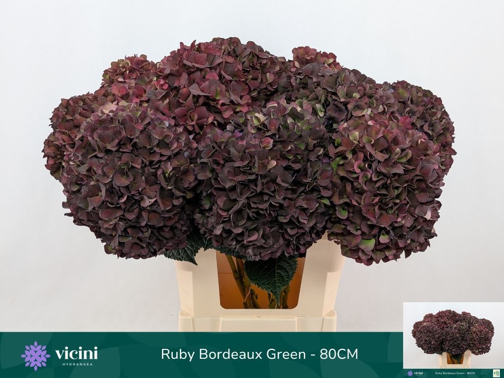 Hydrangea Ruby Choco 80cm 22Ø