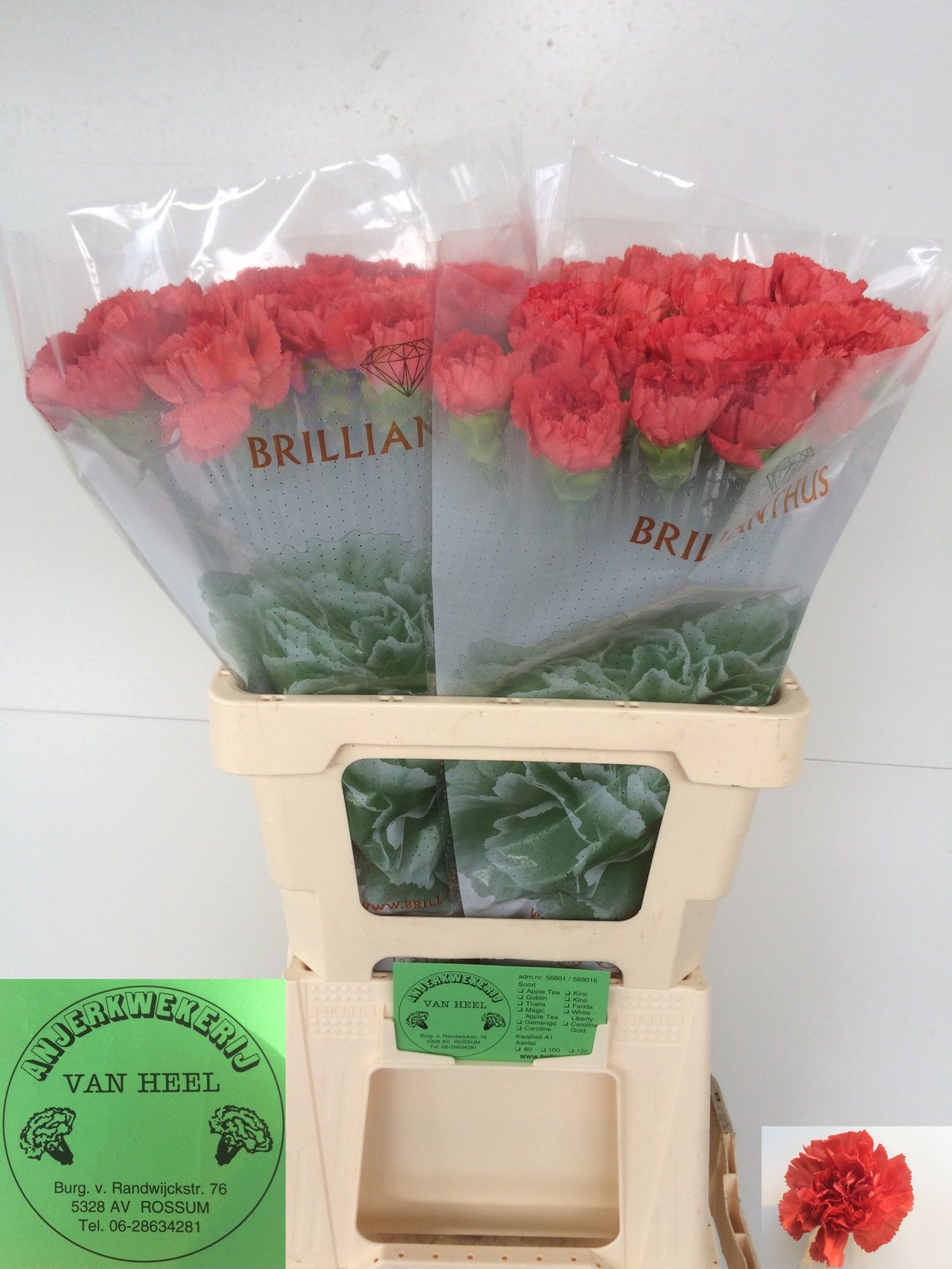Dianthus St Caroline 60cm