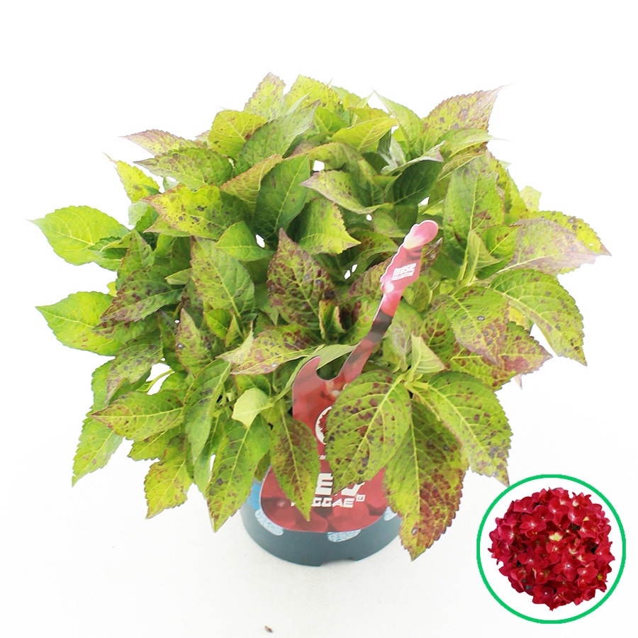 Hydrangea Macr. Music Collection® 'red Reggae'® C5