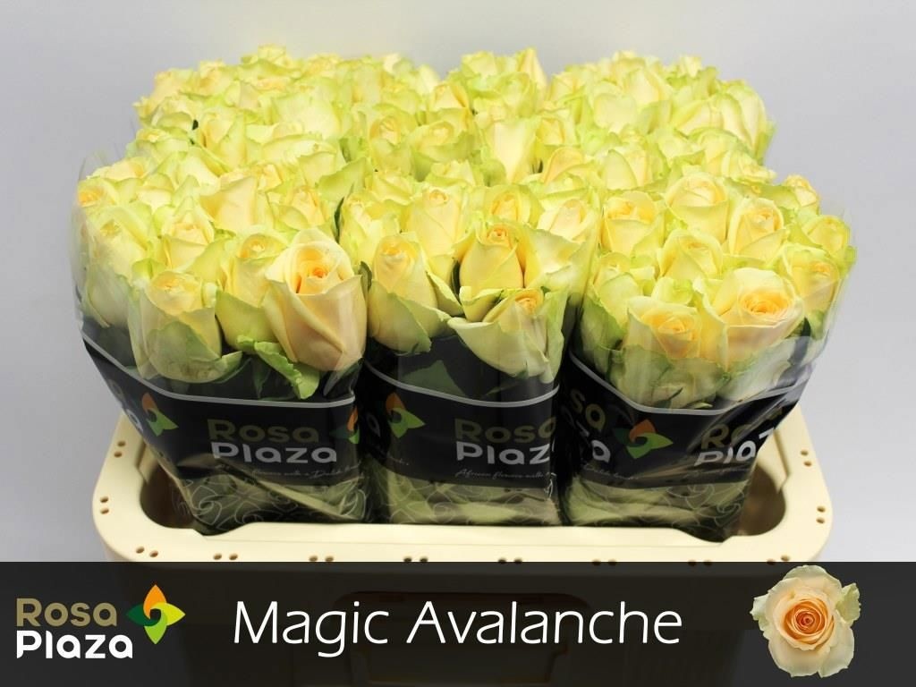 Rosa Mag Avalanche+ 60cm