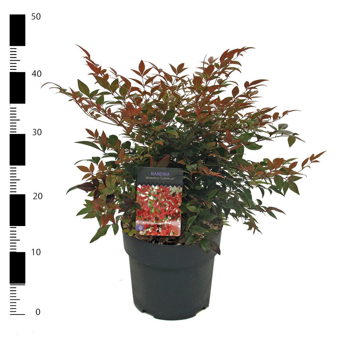 Picture of Nandina domestica 'Gulfstream'