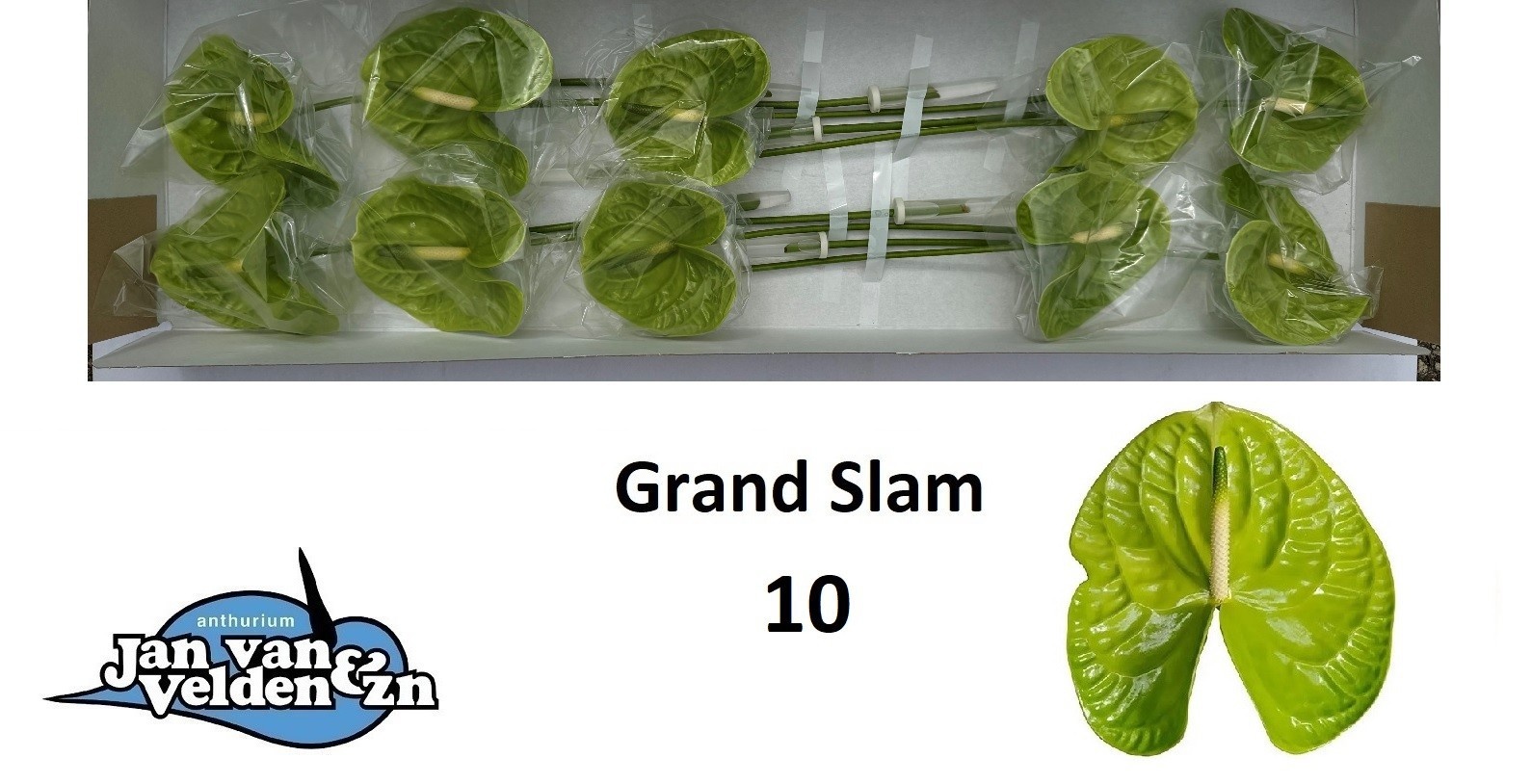 Anth A Grand Slam