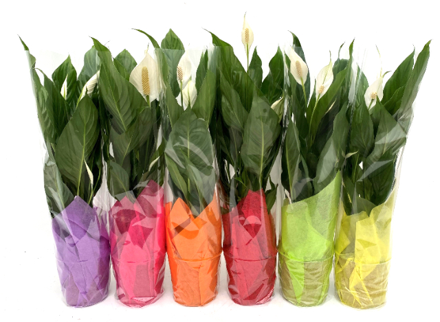 Picture of Spathiphyllum Silvio in in clear cover with colored cloth 1151 P14 65CM