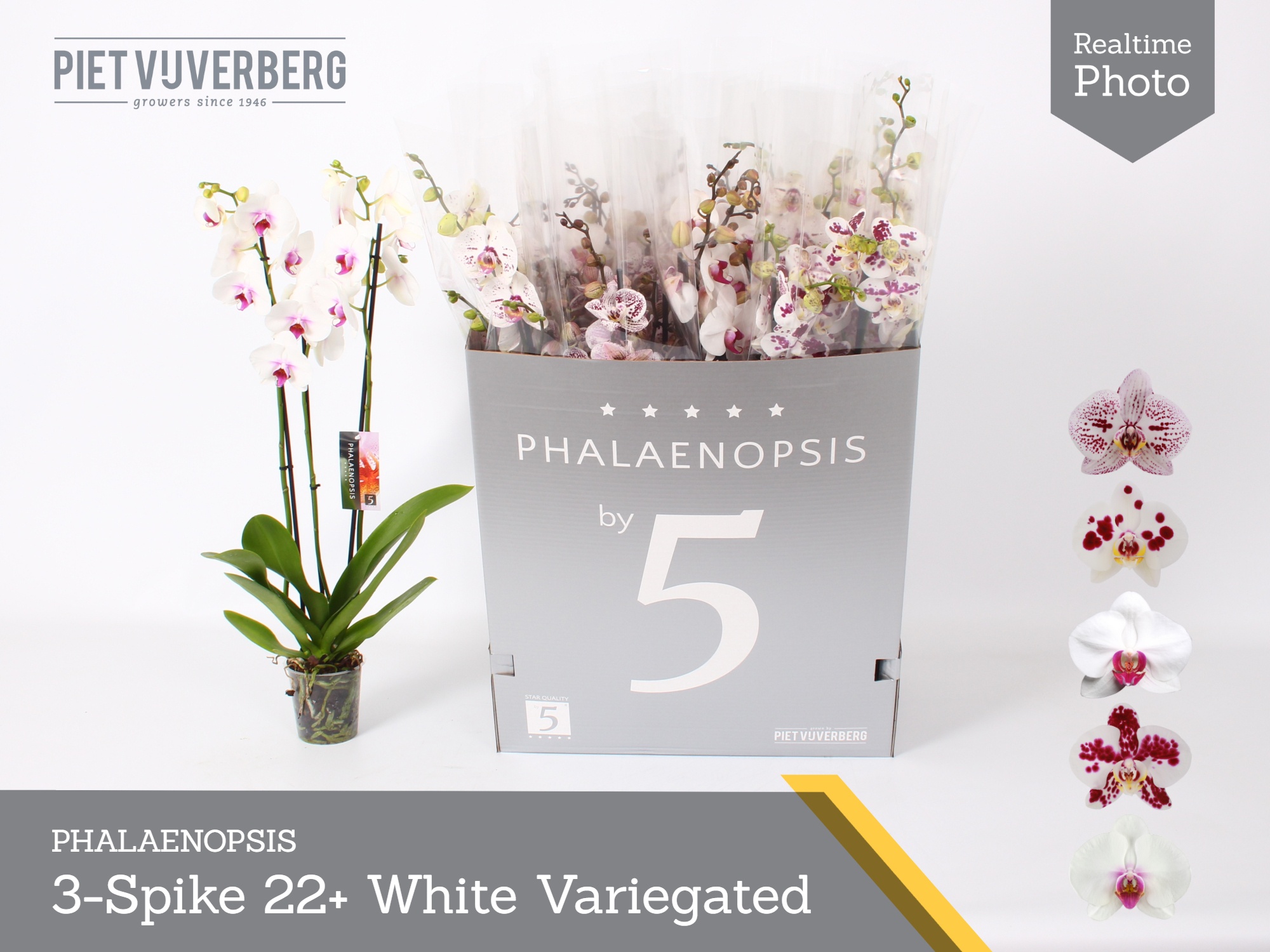 Phal Ov Wit 12P 80H 3TAK 22bloem 23bloei