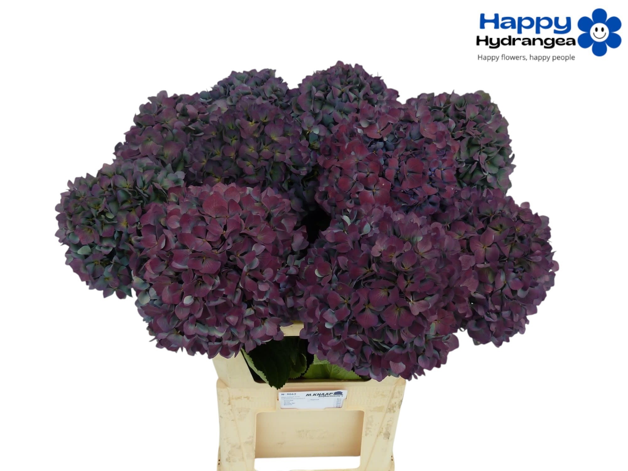 Hydrangea Pimpernel Classic 90cm 24Ø