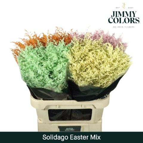 Solidago L70 Easter Mix