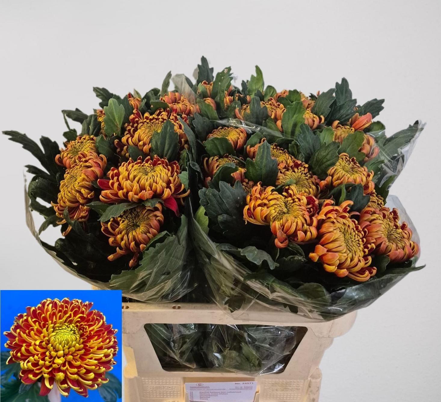 Chrys Single Fuego 80cm 130gram