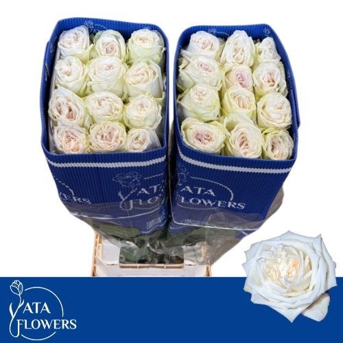 Rosa White O'hara 50cm