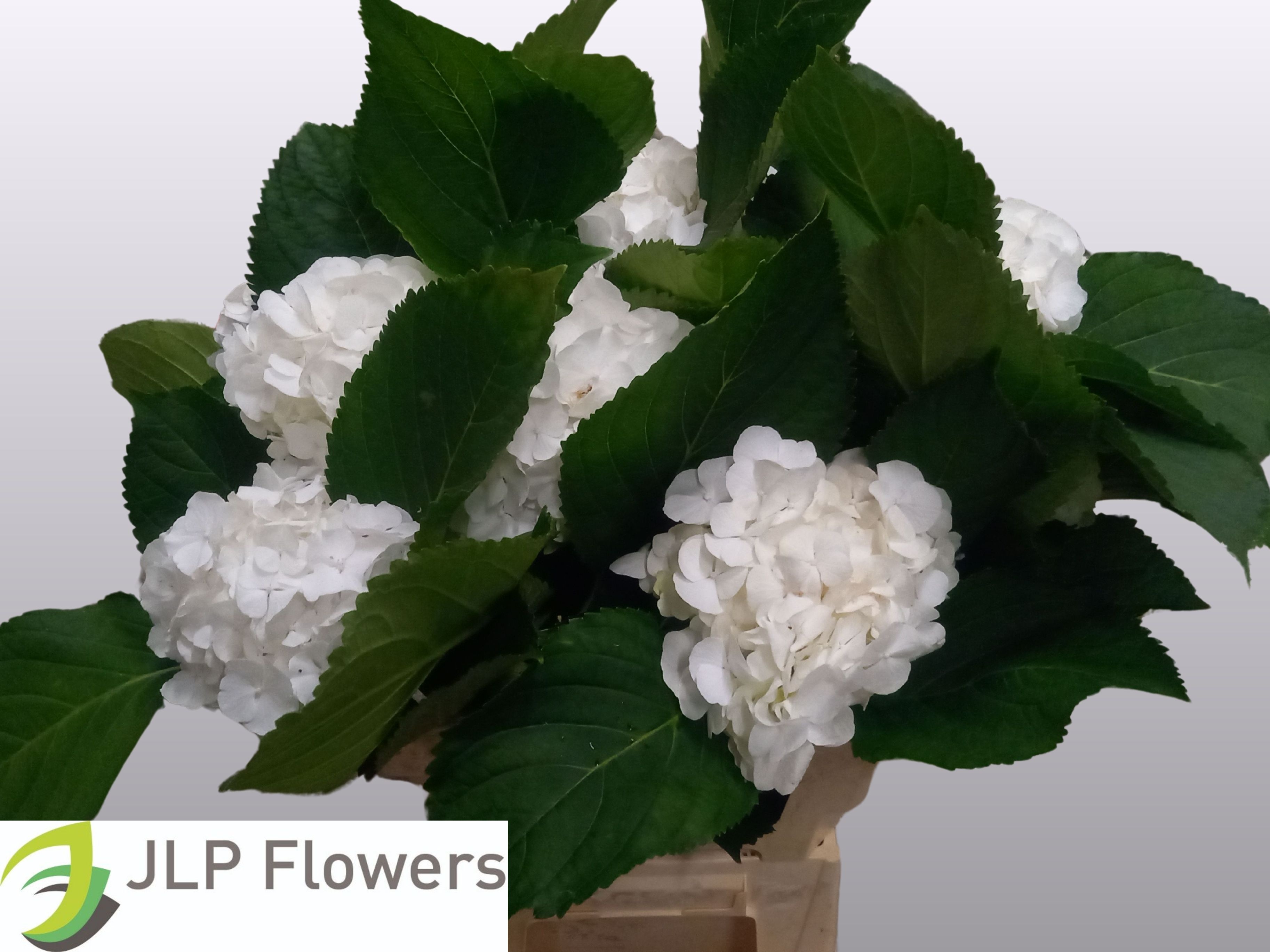 Hydrangea White Verena 60cm 15Ø