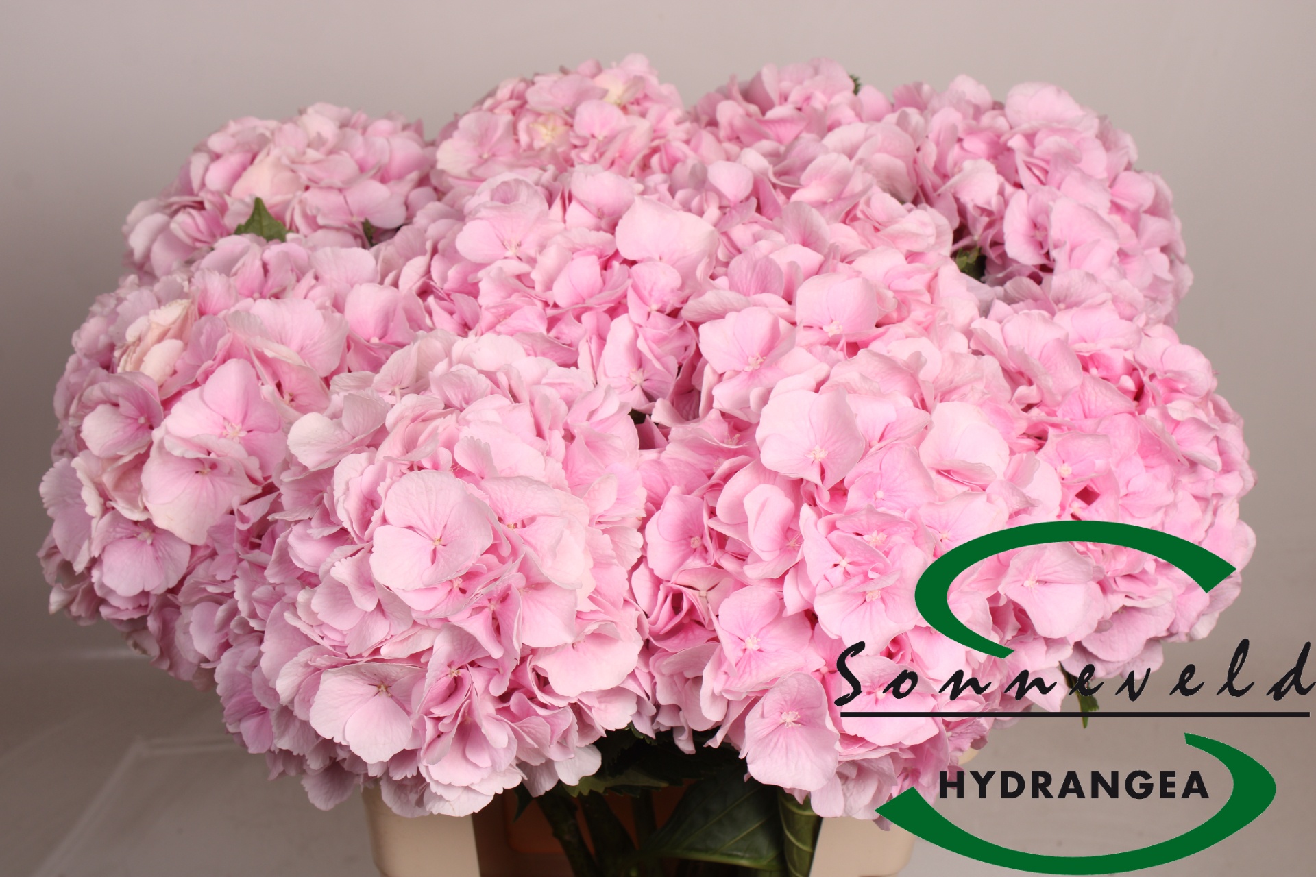 Hydrangea Verena Pink 60cm 18Ø