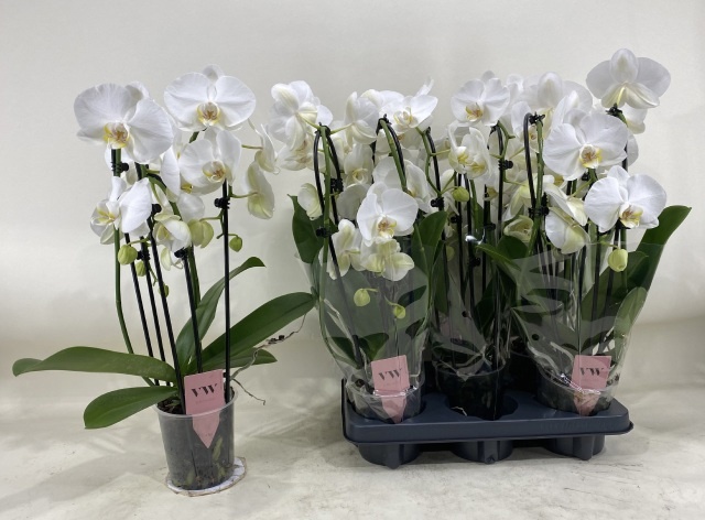 Phalaenopsis White 2 Stem 12Ø 50cm