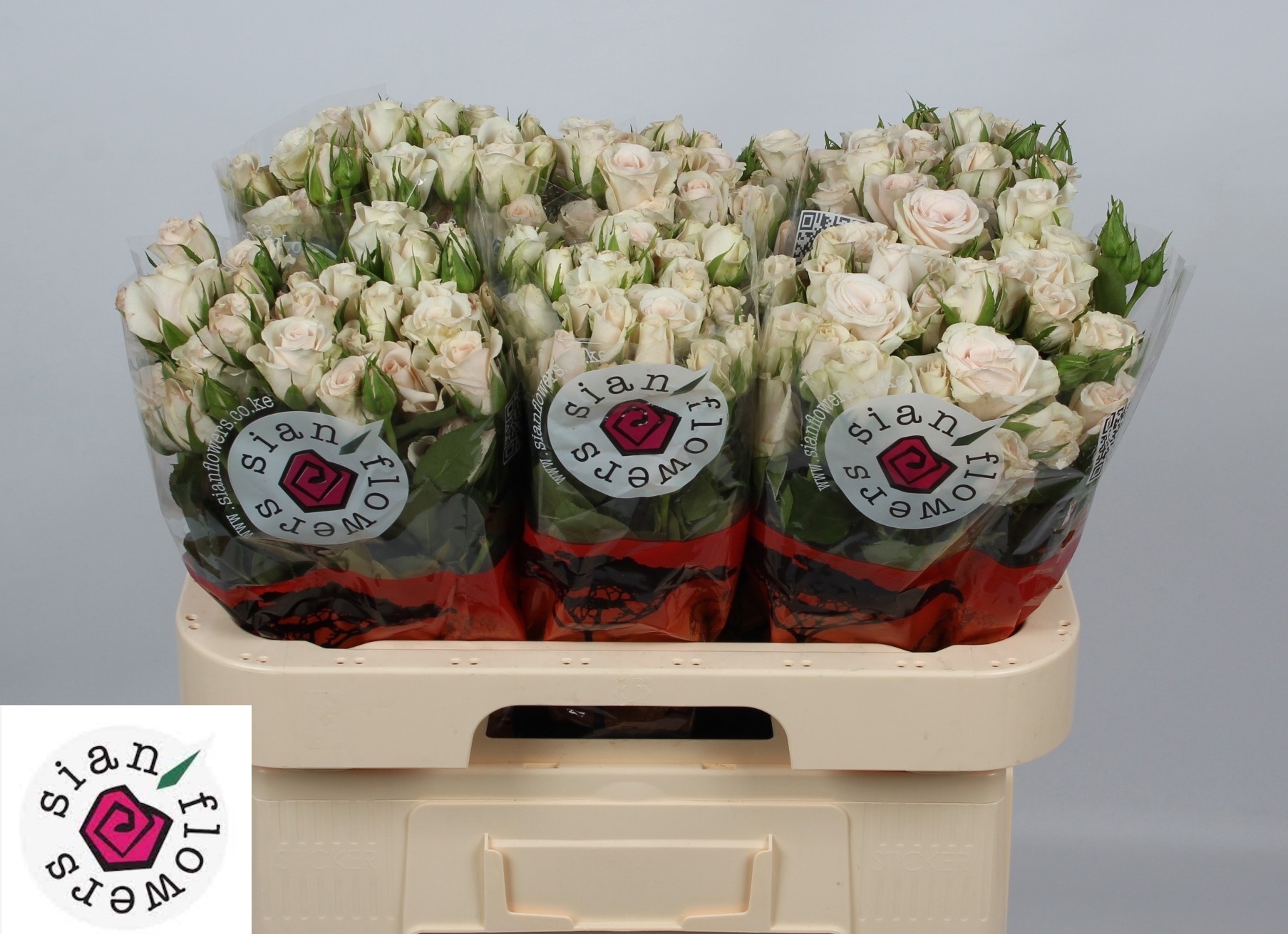 Rosa Spr Royal Porcelina 60cm