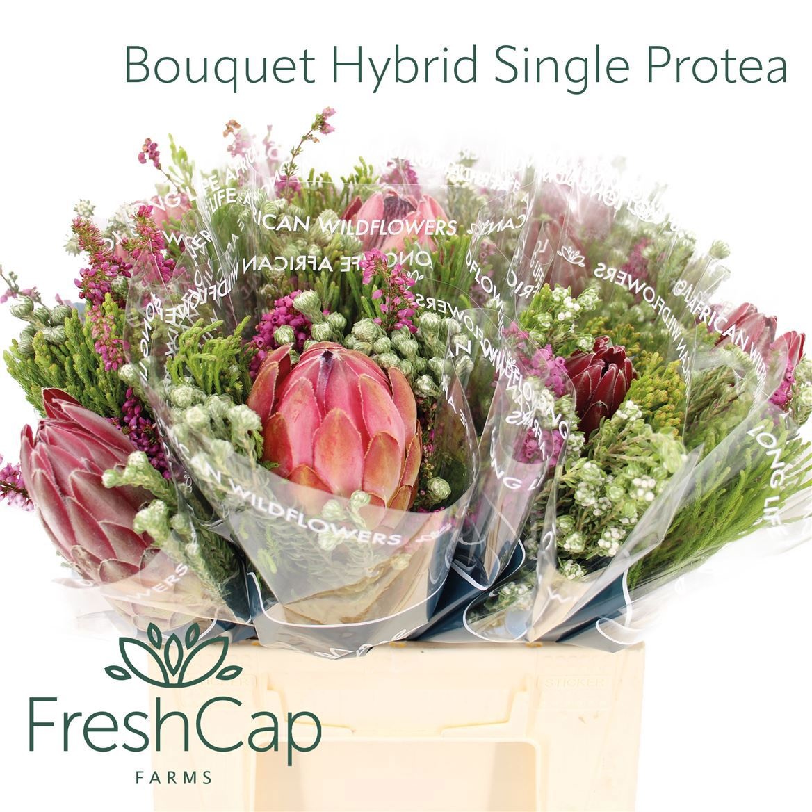 Cape Green Mixed In Bunch (BERZELIA) 40cm