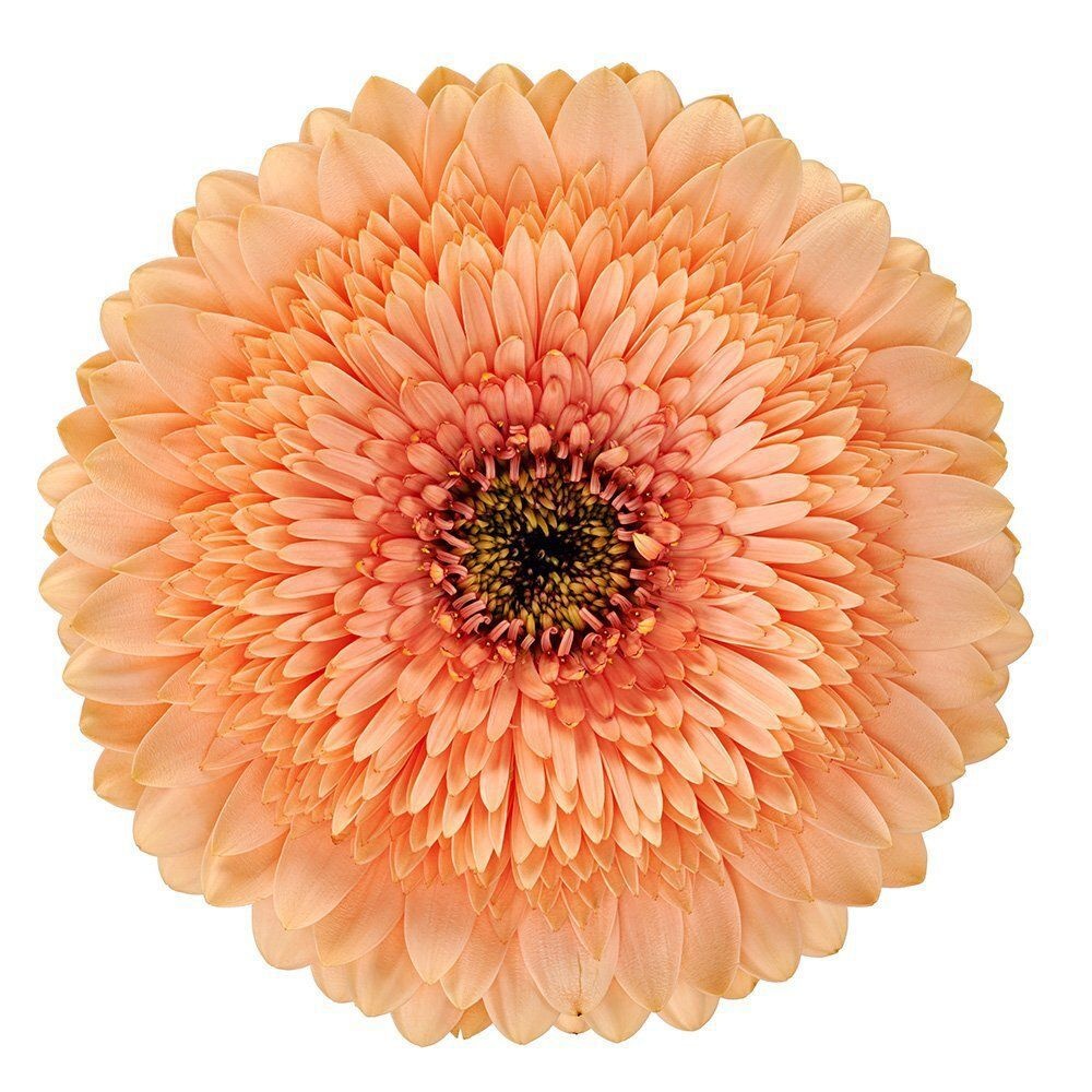 Ge Gb Pom Peach Ball