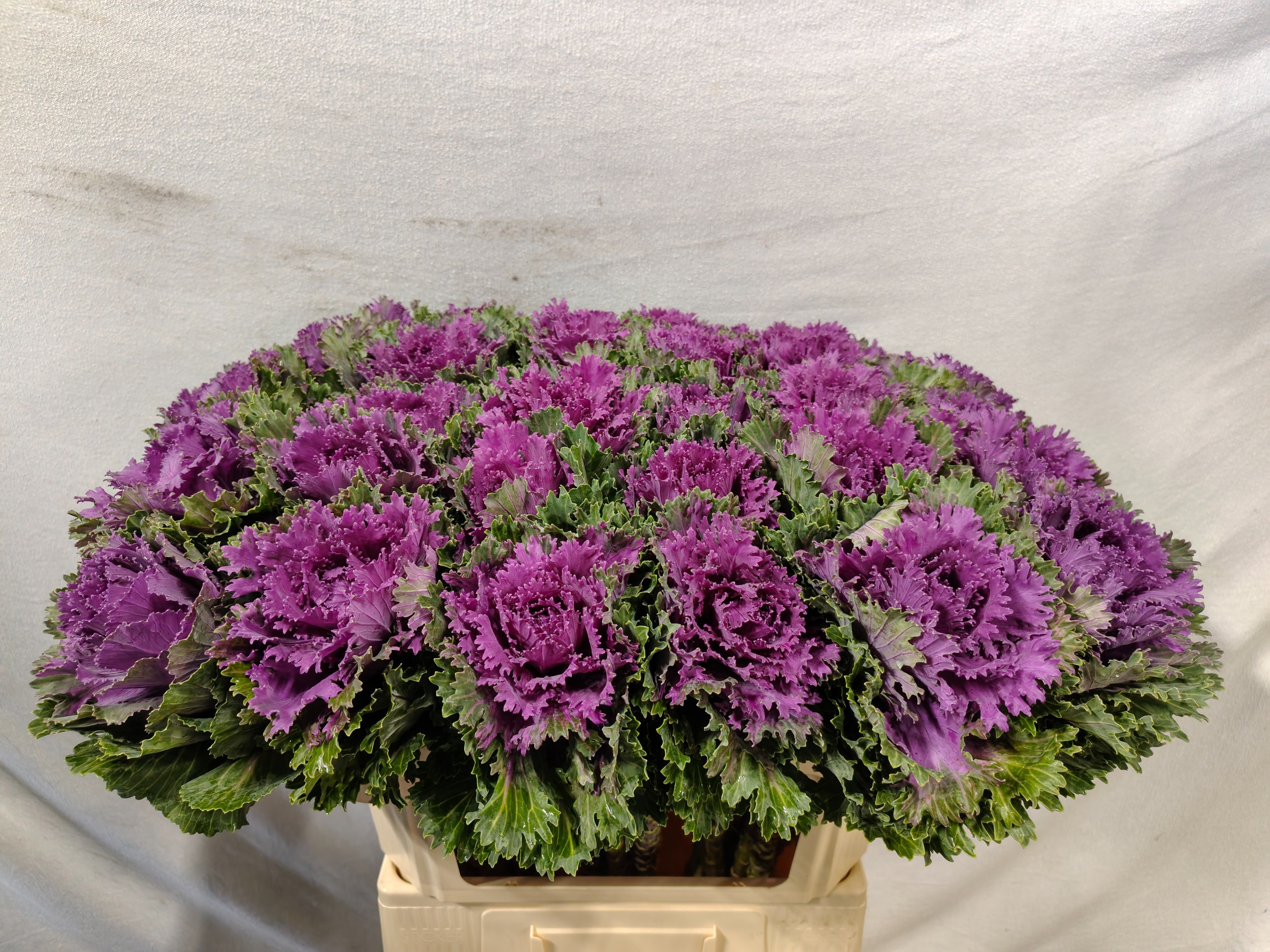Brassica Altair 70cm