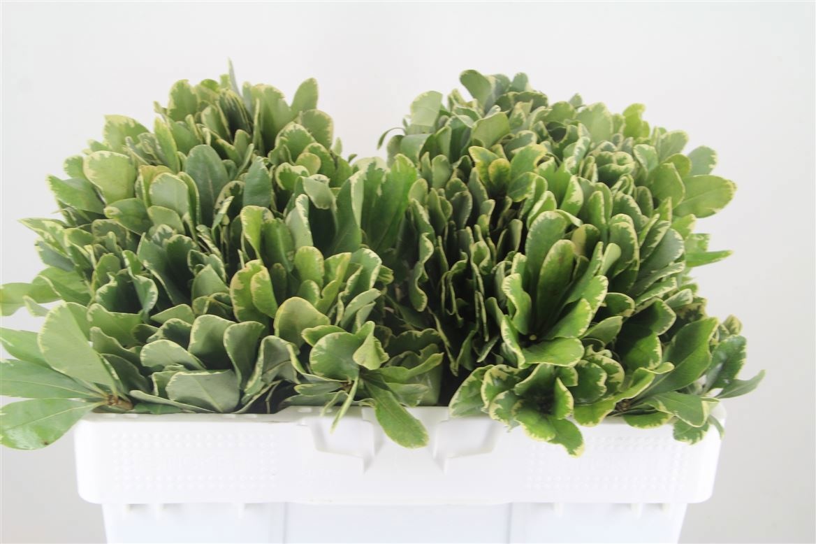 Pittosporum Ilan