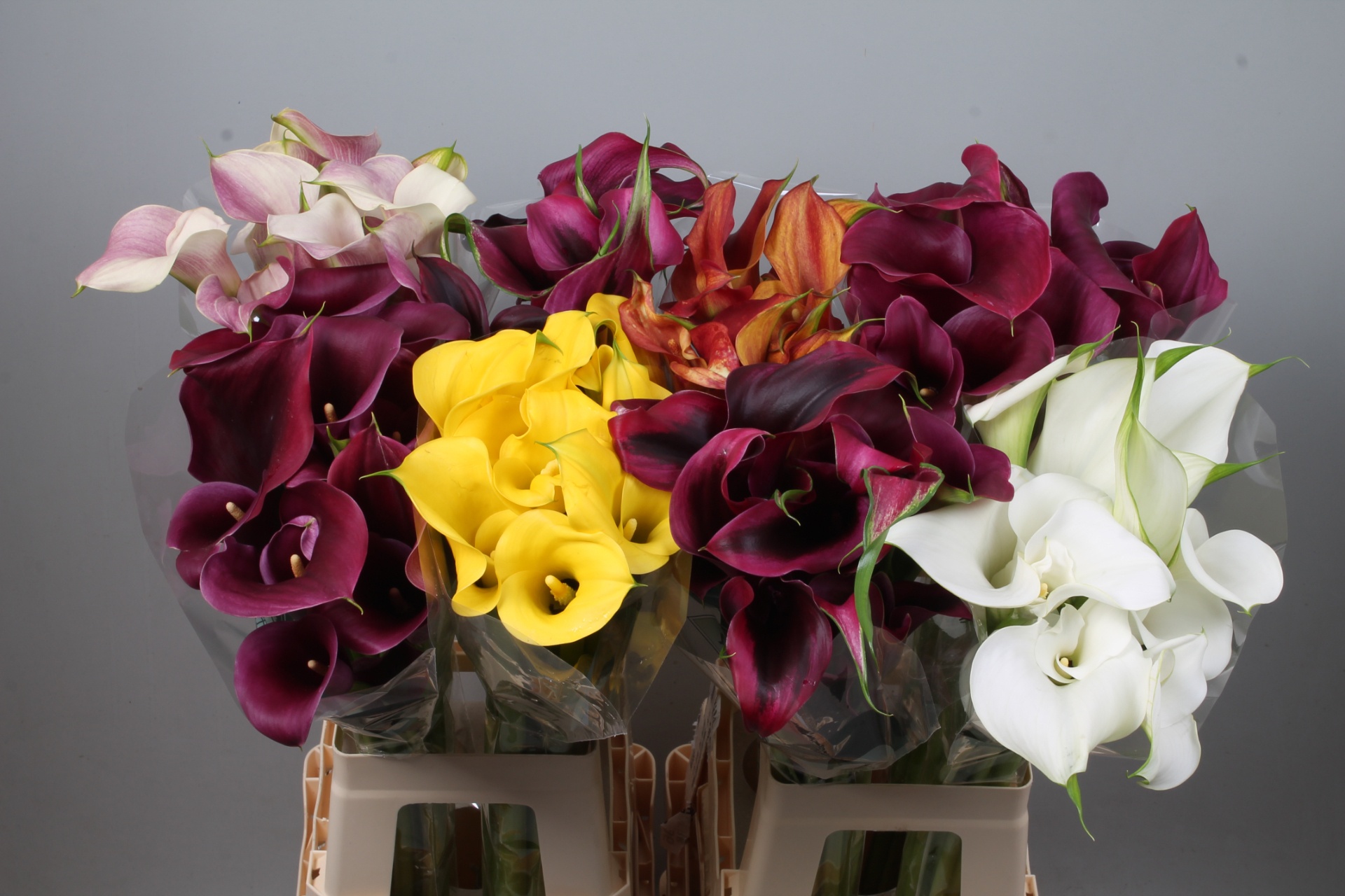 Calla Assorted 70cm