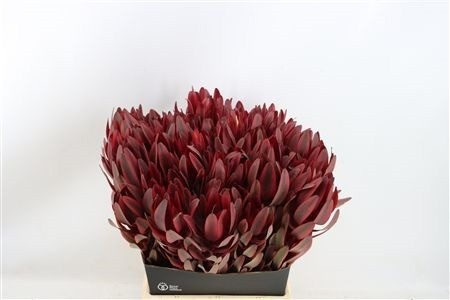 Leucadendron Safari Sunset 50cm