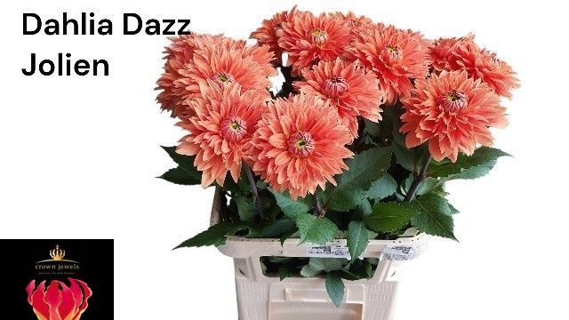Dahl Dazz Jolien 80cm