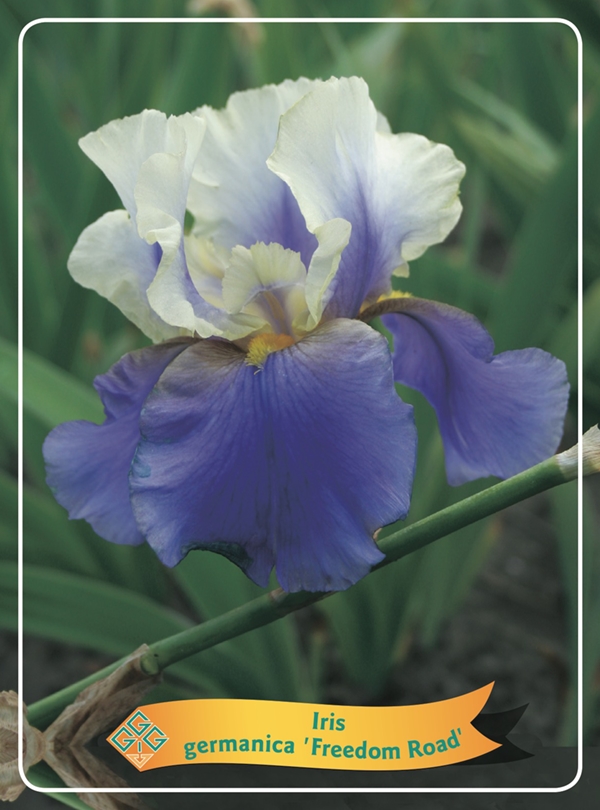 Picture of Iris germanica Mix 6x10 srt. per shelve P11