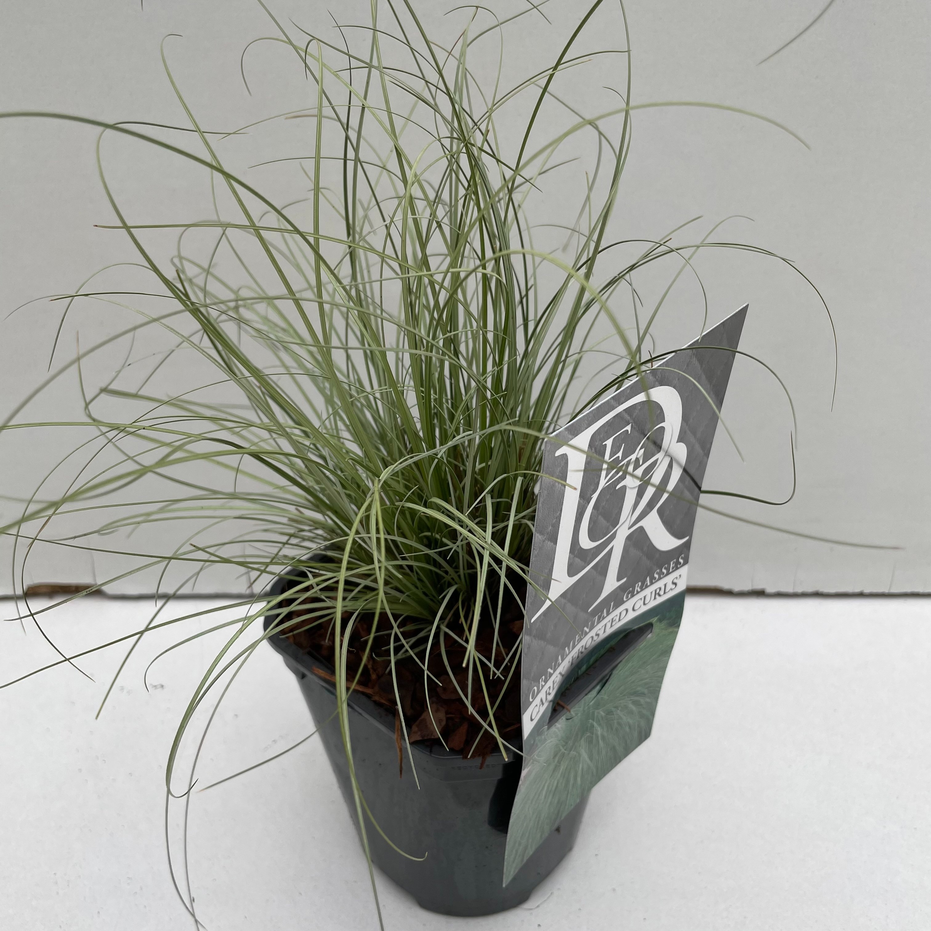 Carex comans 'Frosted Curls'