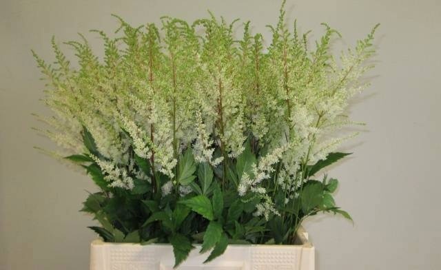 Astilbe Diamant 60cm