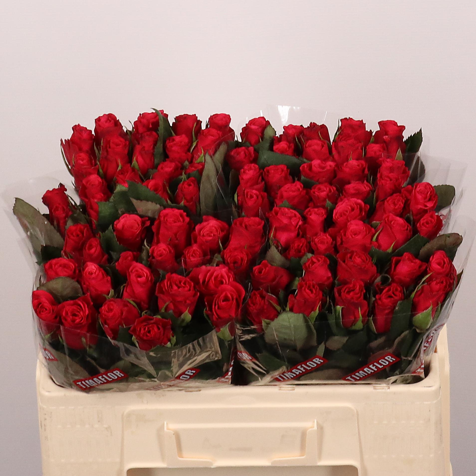 Rosa Tacazzi 50cm